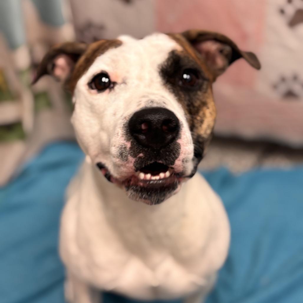Enlarge Lucy, a Adoptable mixed breed in Henderson, NV image 4/6