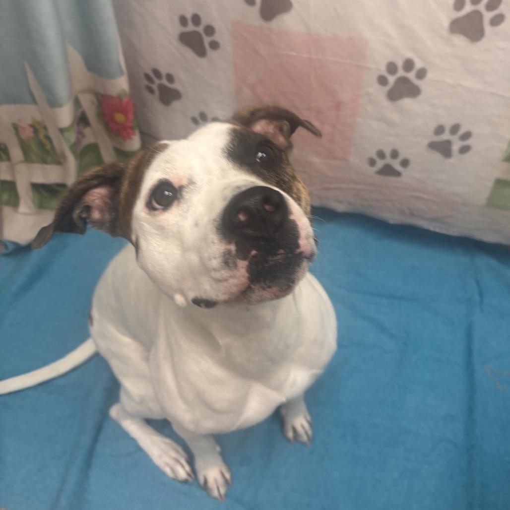 Enlarge Lucy, a Adoptable mixed breed in Henderson, NV image 5/6