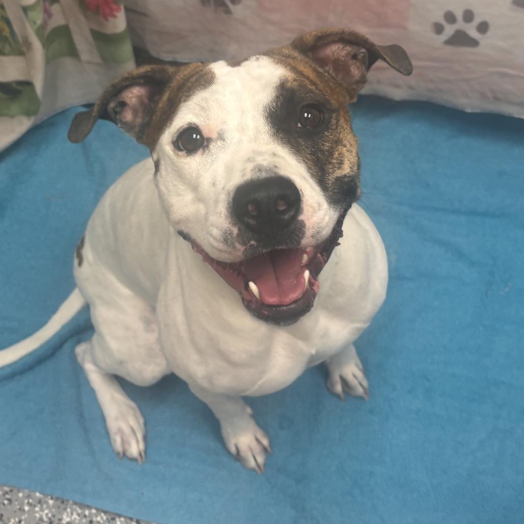 Enlarge Lucy, a Adoptable mixed breed in Henderson, NV image 6/6
