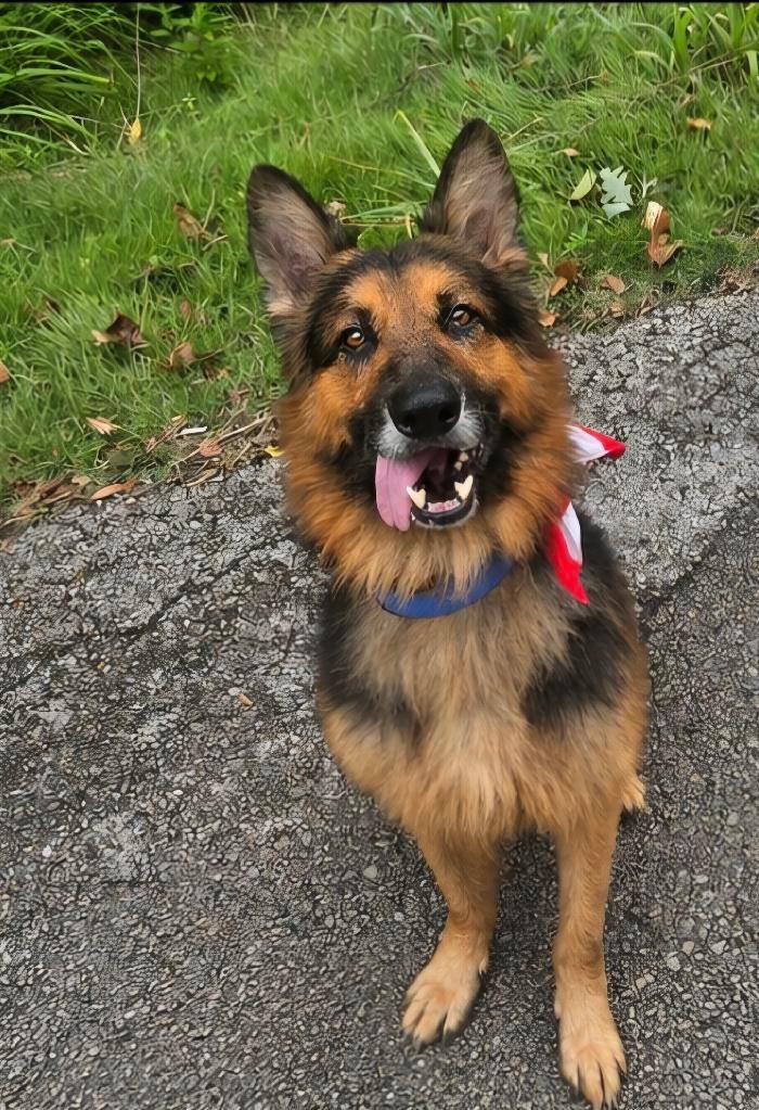 Enlarge Enzo, an adopted German Shepherd Dog in Chesterfield, MO image 4/5