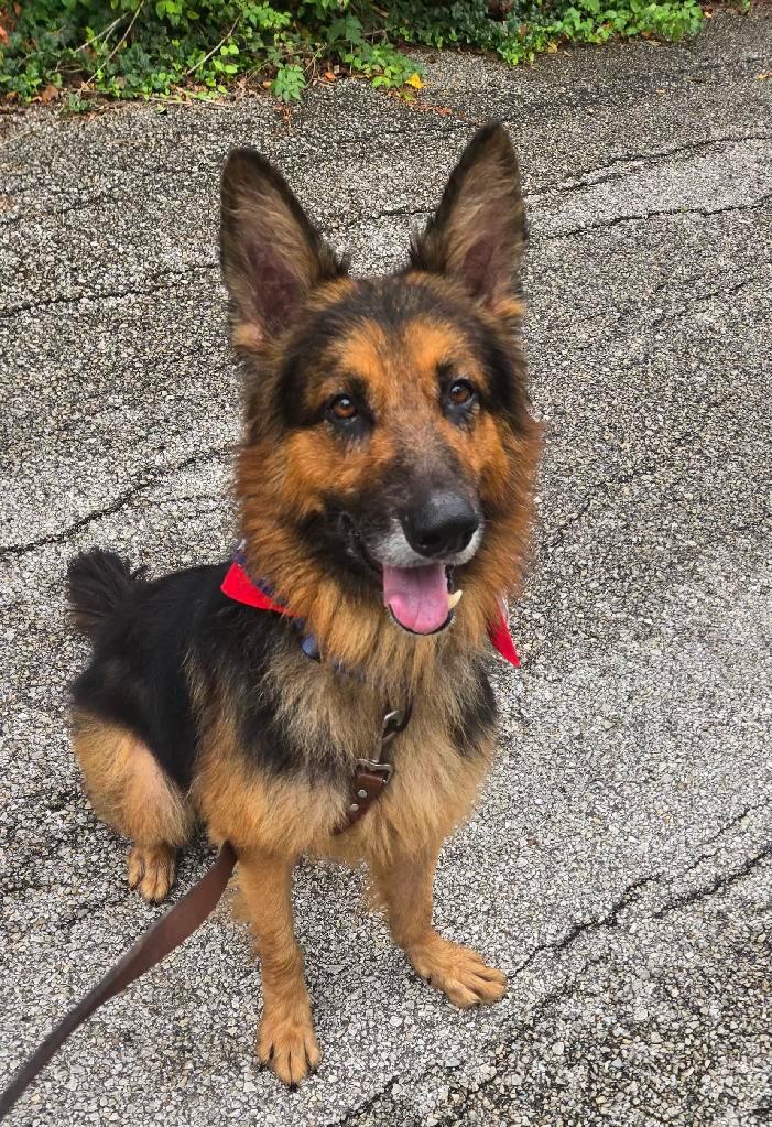 Enzo, adopted, Adult Male German Shepherd Dog.