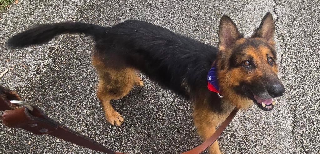 Enlarge Enzo, an adopted German Shepherd Dog in Chesterfield, MO image 3/5