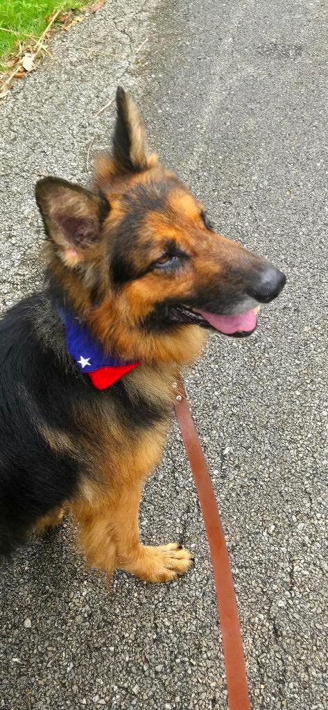 Enlarge Enzo, an adopted German Shepherd Dog in Chesterfield, MO image 2/5