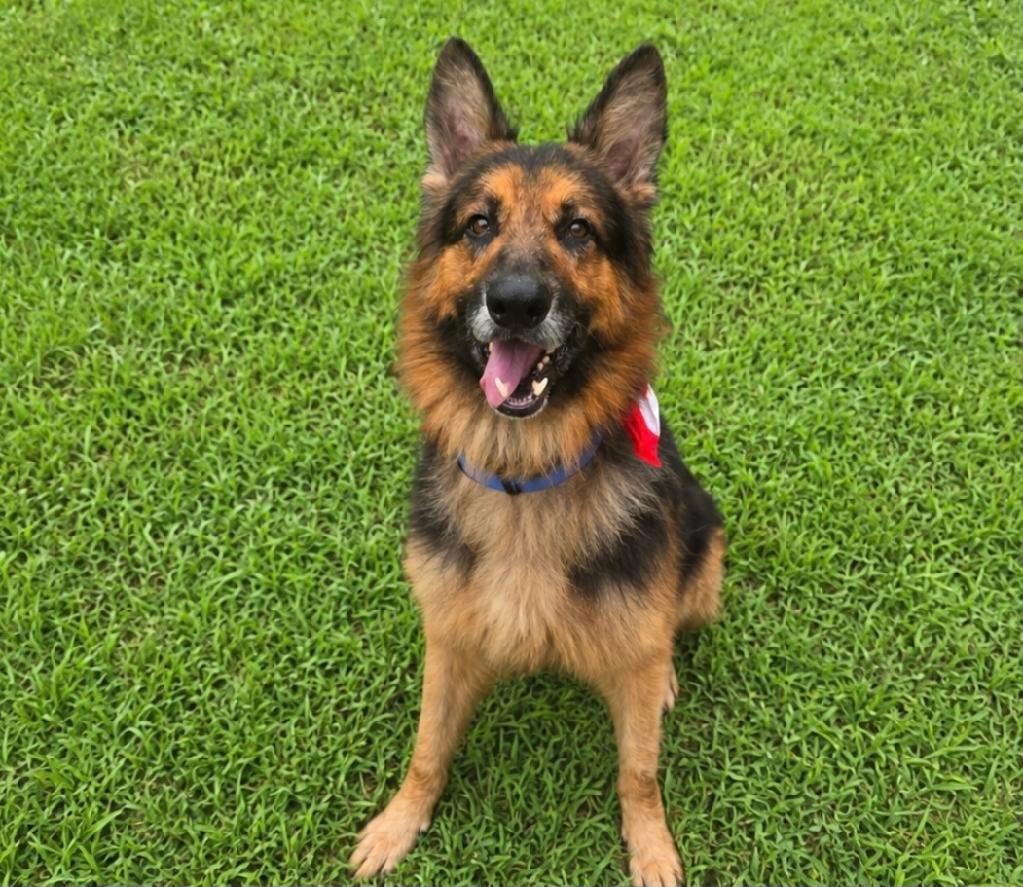 Enlarge Enzo, an adopted German Shepherd Dog in Chesterfield, MO image 5/5