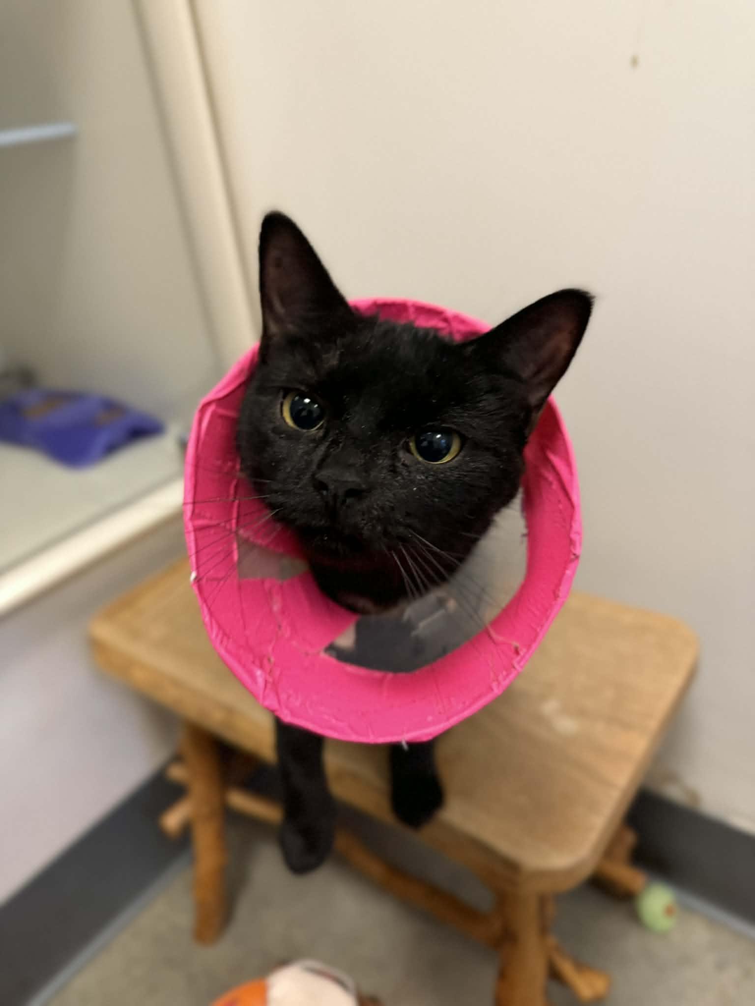 Enlarge Silvie, a Adoptable Domestic Short Hair in Elizabethtown, NY image 1/1
