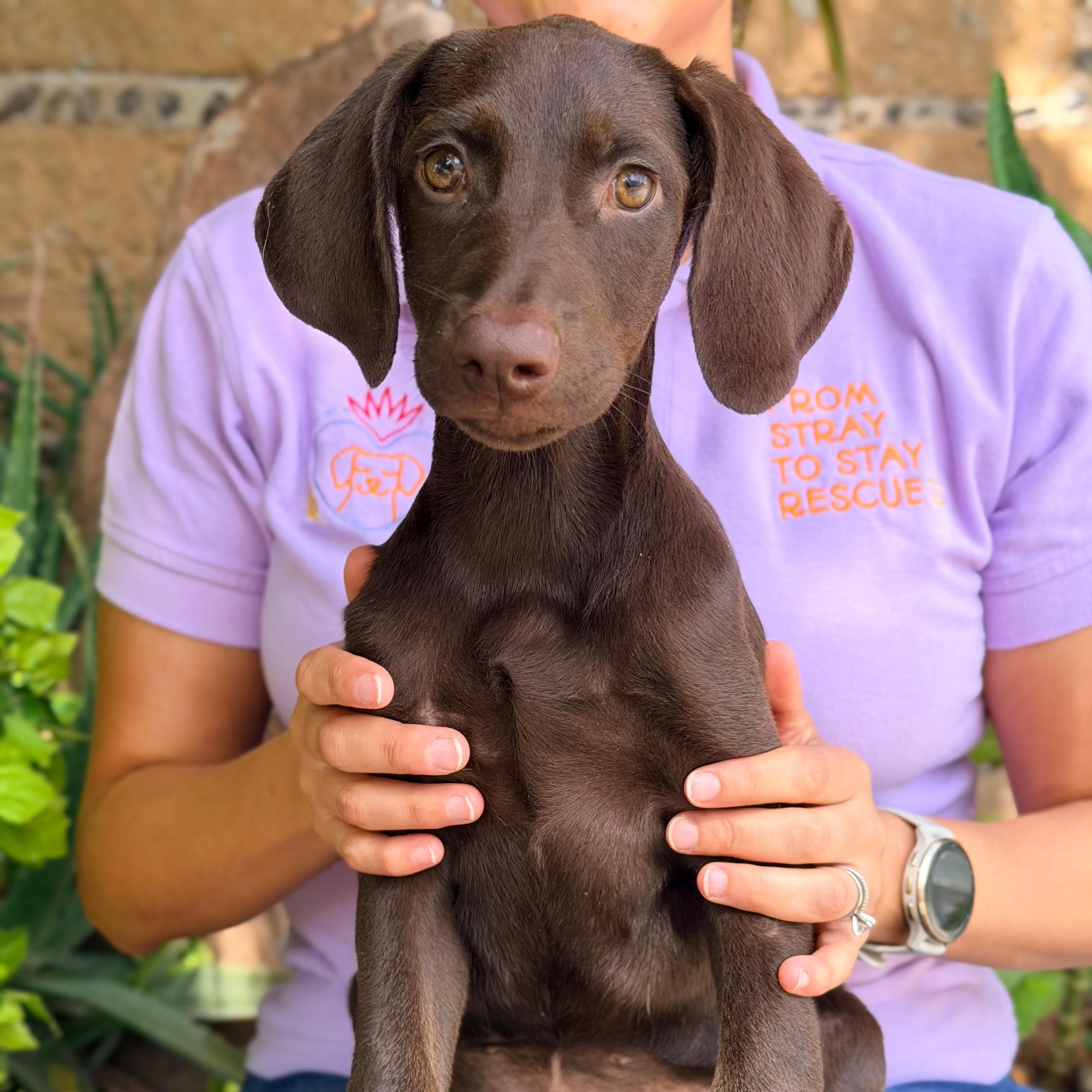 Enlarge Brandy, a Adopted mixed breed in Billings, MT image 1/6