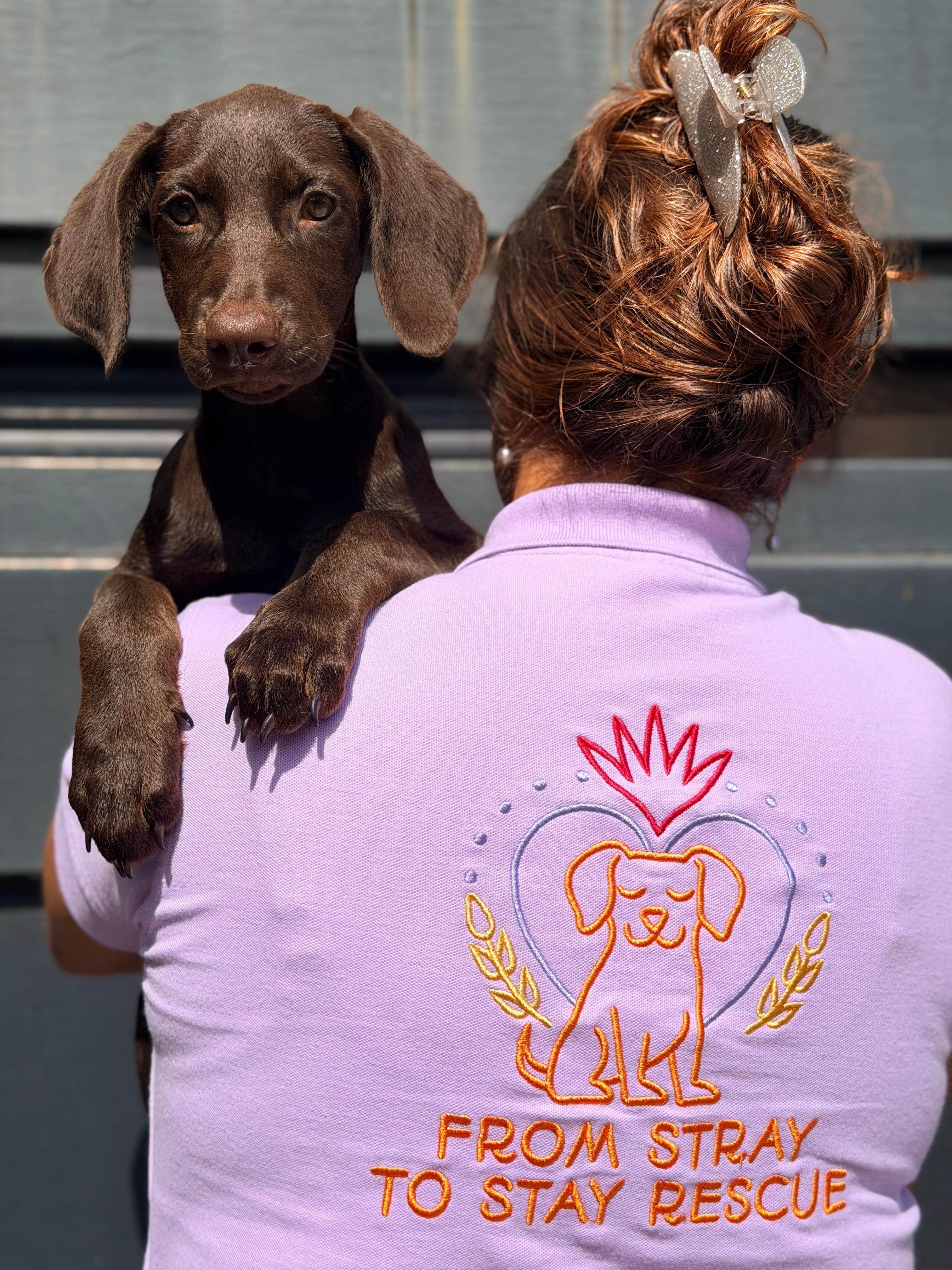 Enlarge Brandy, a Adopted mixed breed in Billings, MT image 2/6