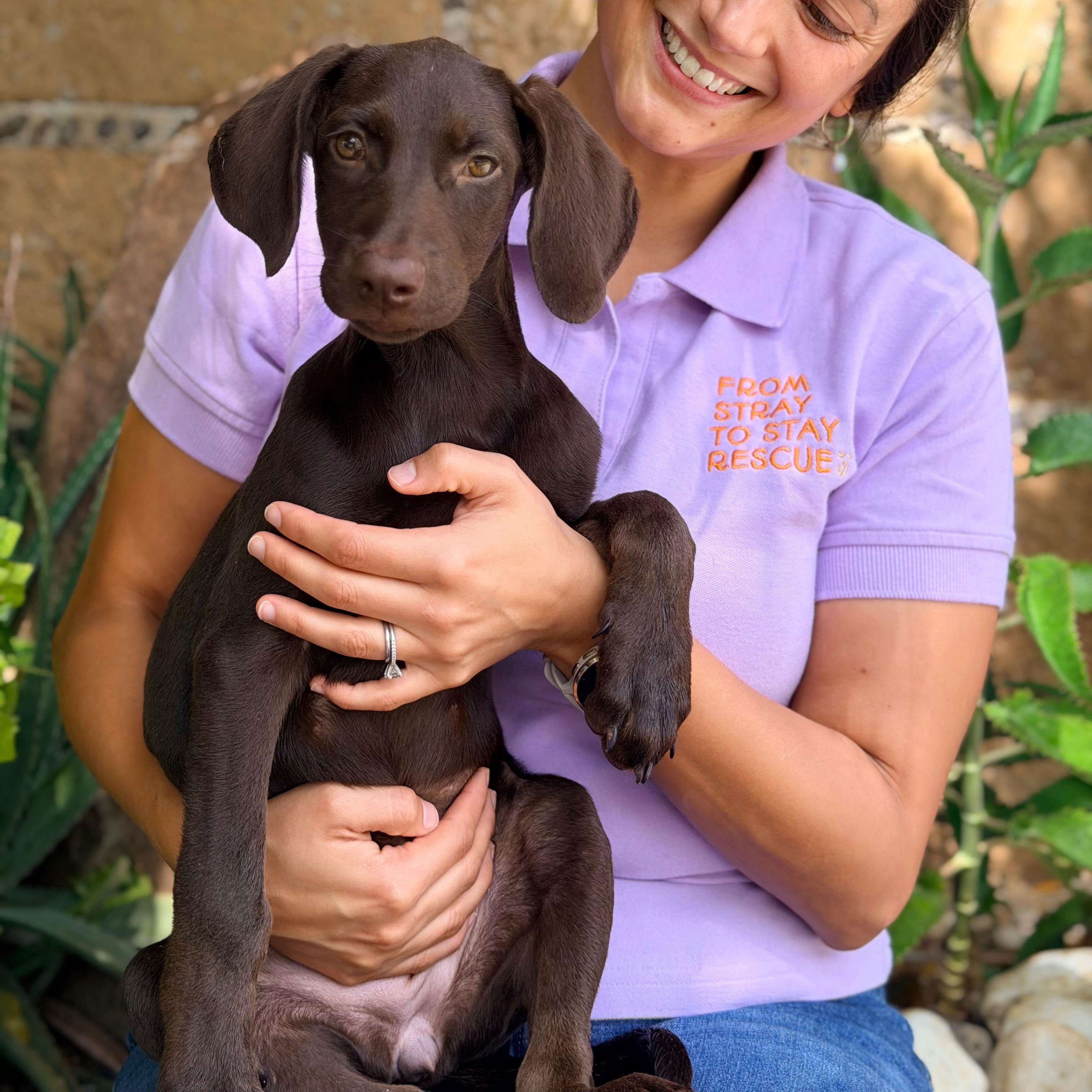 Enlarge Brandy, a Adopted mixed breed in Billings, MT image 5/6