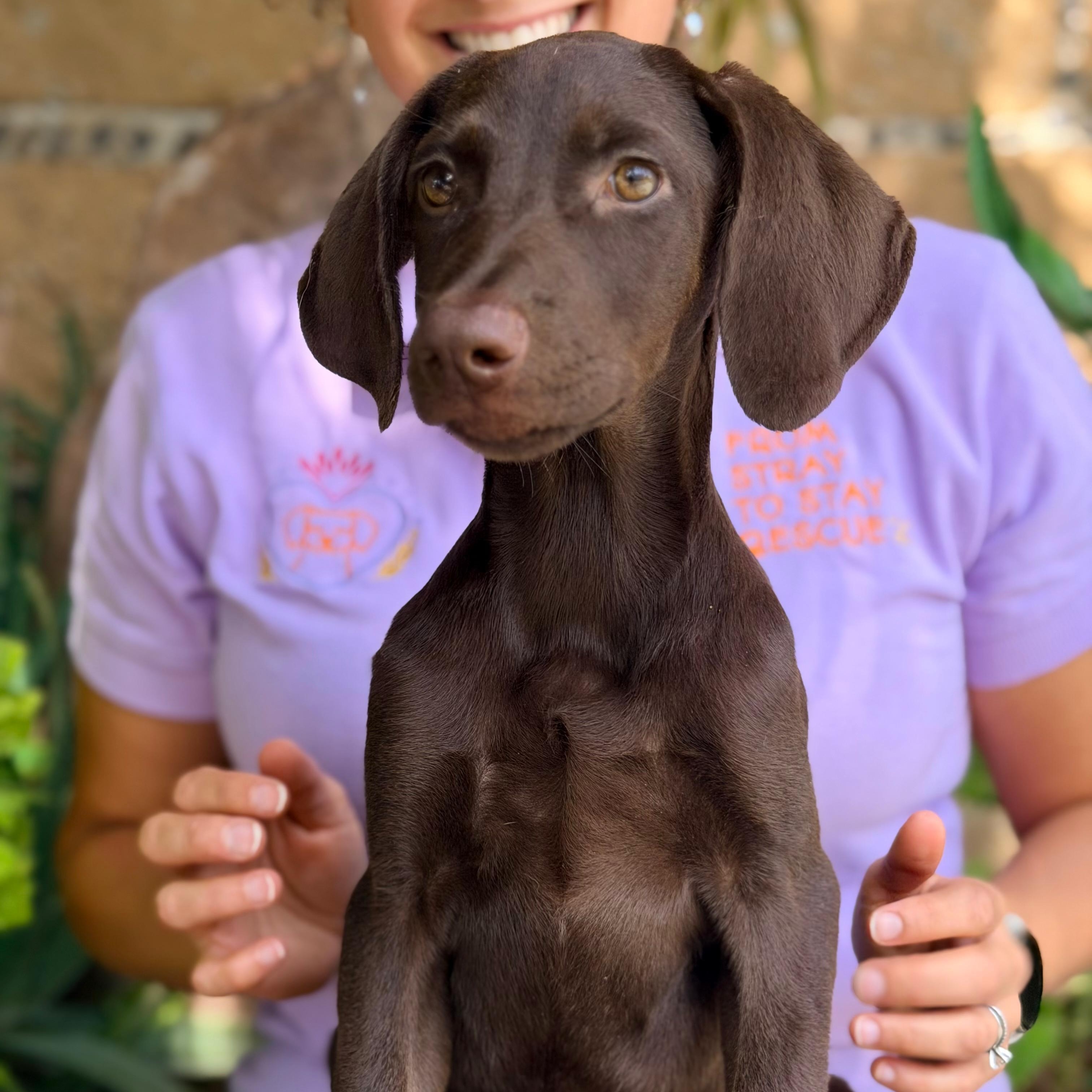 Enlarge Brandy, a Adopted mixed breed in Billings, MT image 4/6