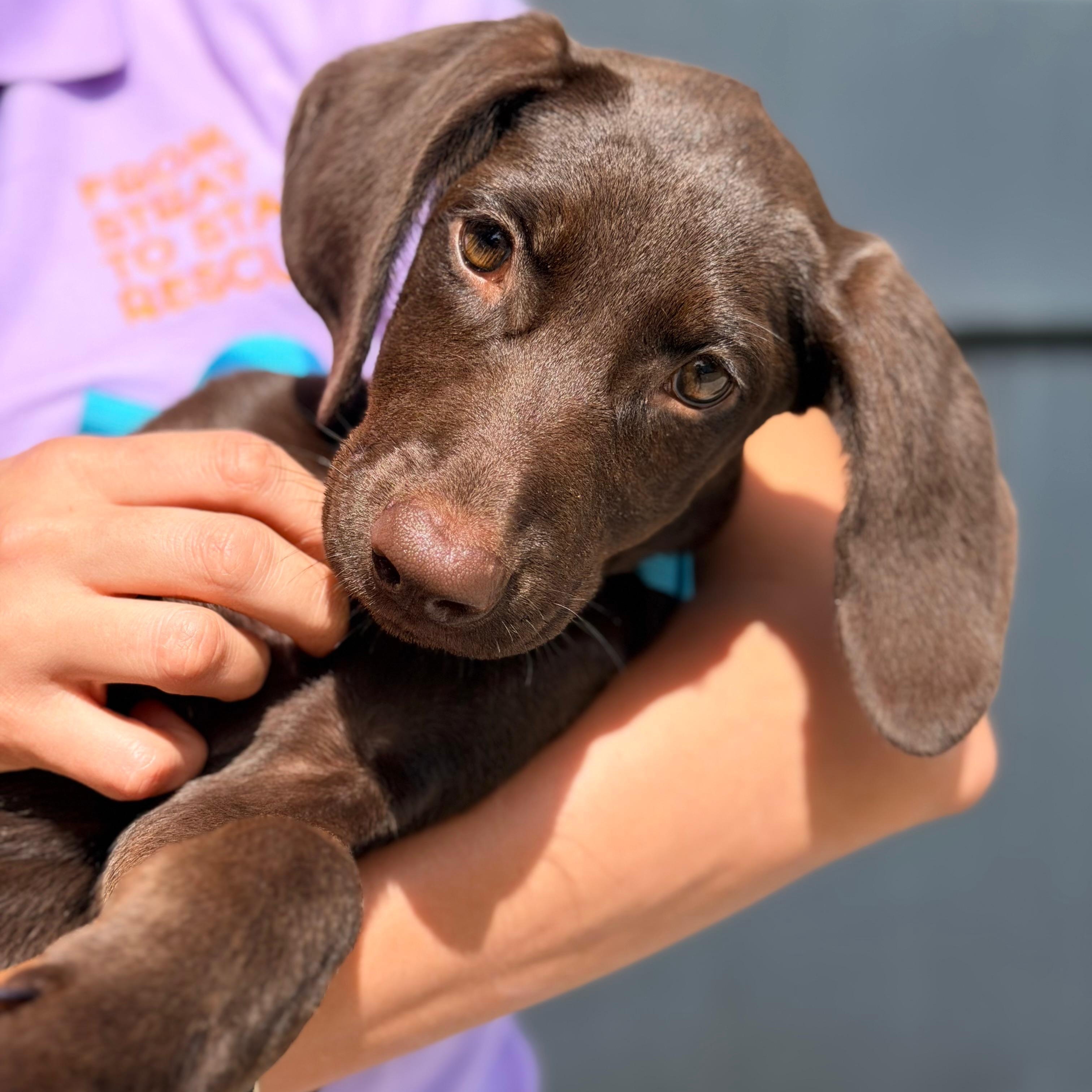 Enlarge Brandy, a Adopted mixed breed in Billings, MT image 6/6