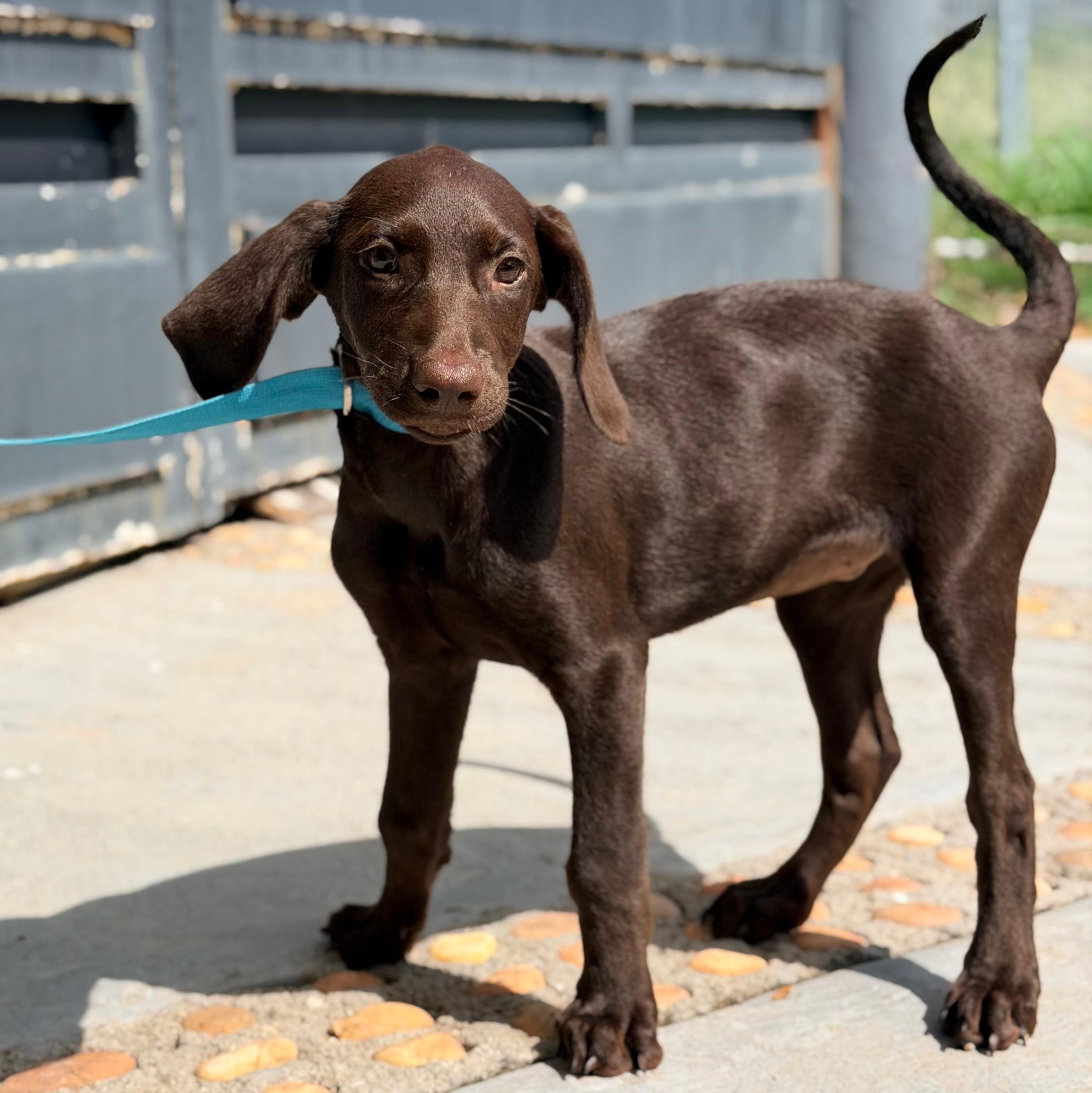 Enlarge Brandy, a Adopted mixed breed in Billings, MT image 3/6