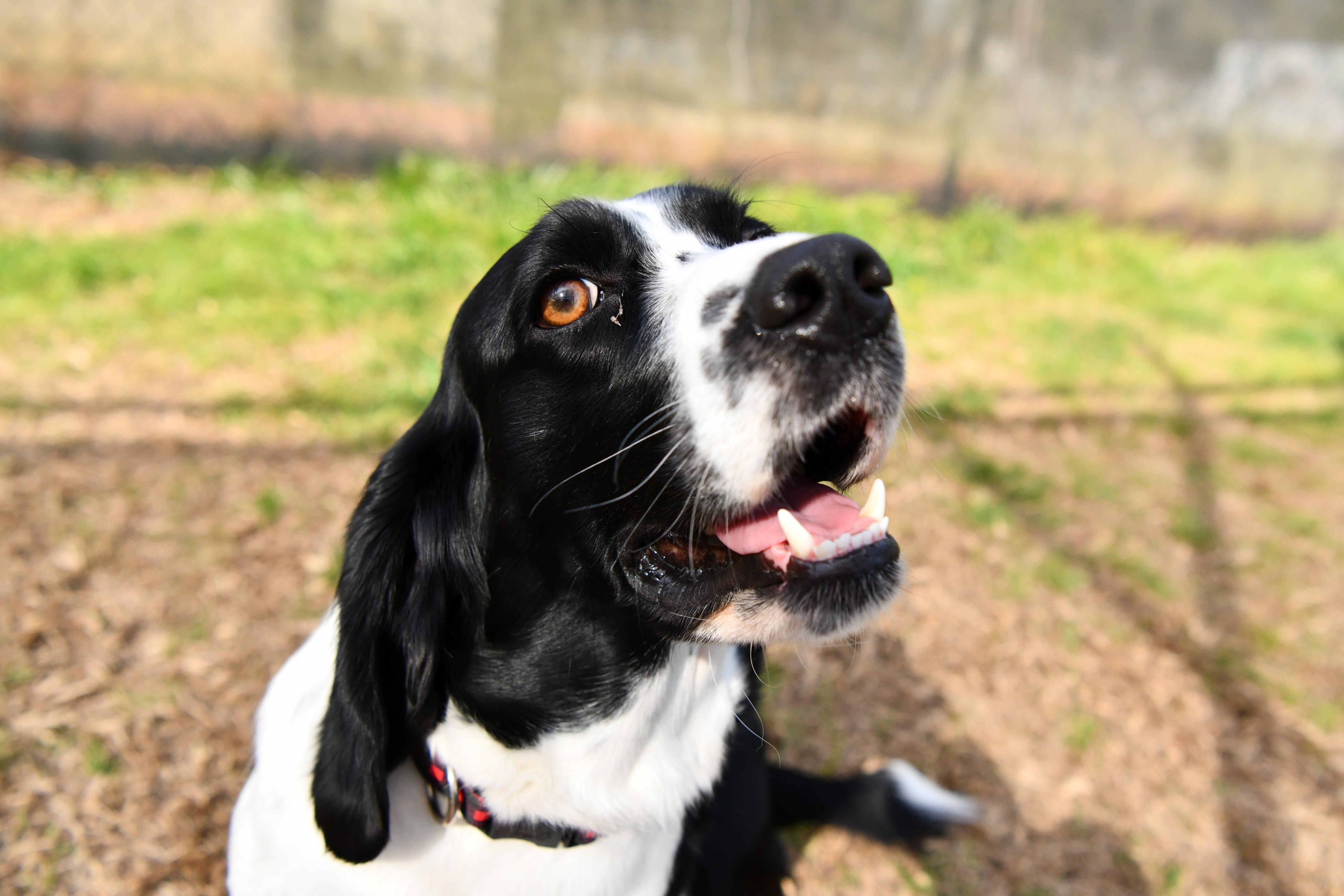 Buddy the Elf, an adoptable mixed breed in Fairhope, AL image 4/5