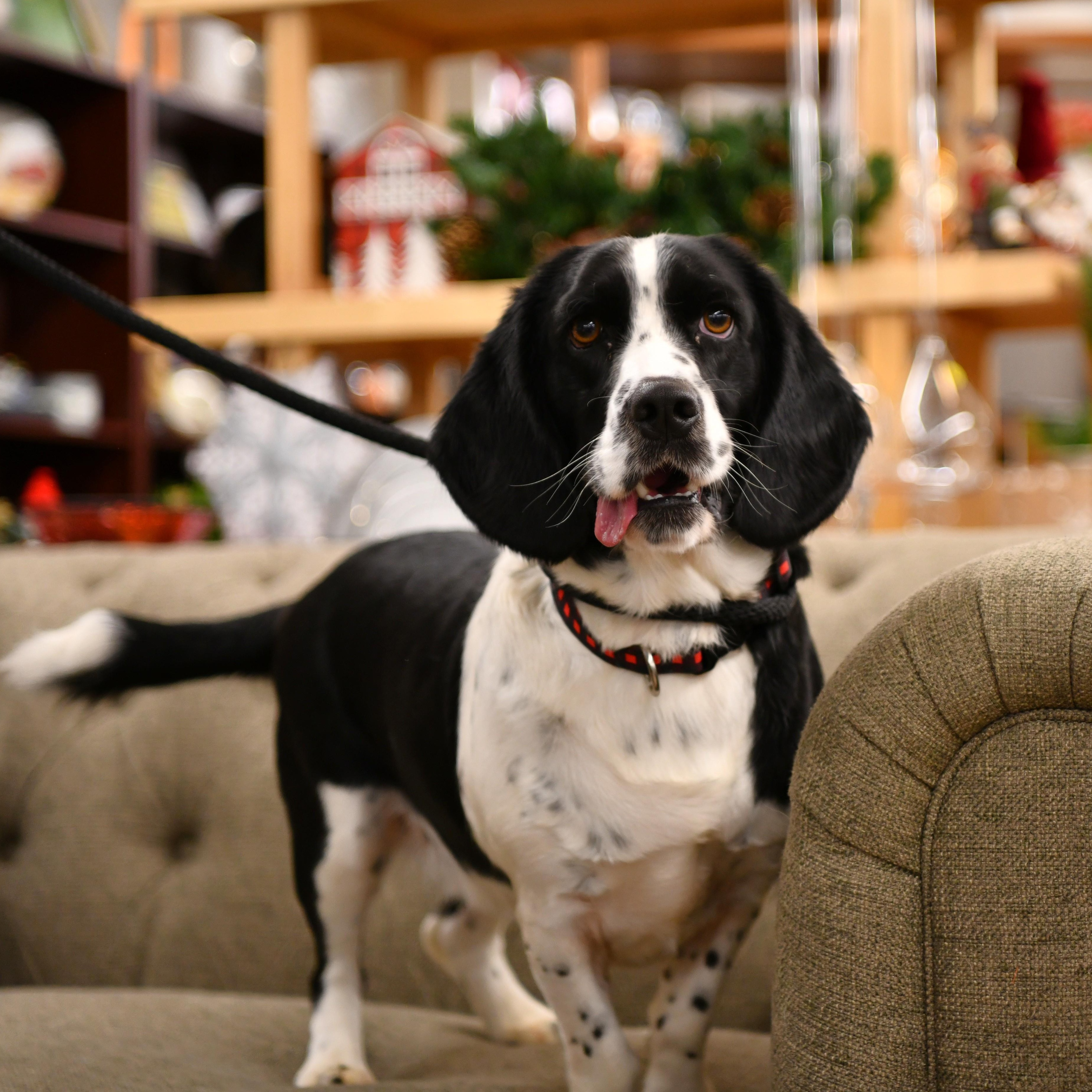 Enlarge Buddy the Elf, an adoptable mixed breed in Fairhope, AL image 1/2