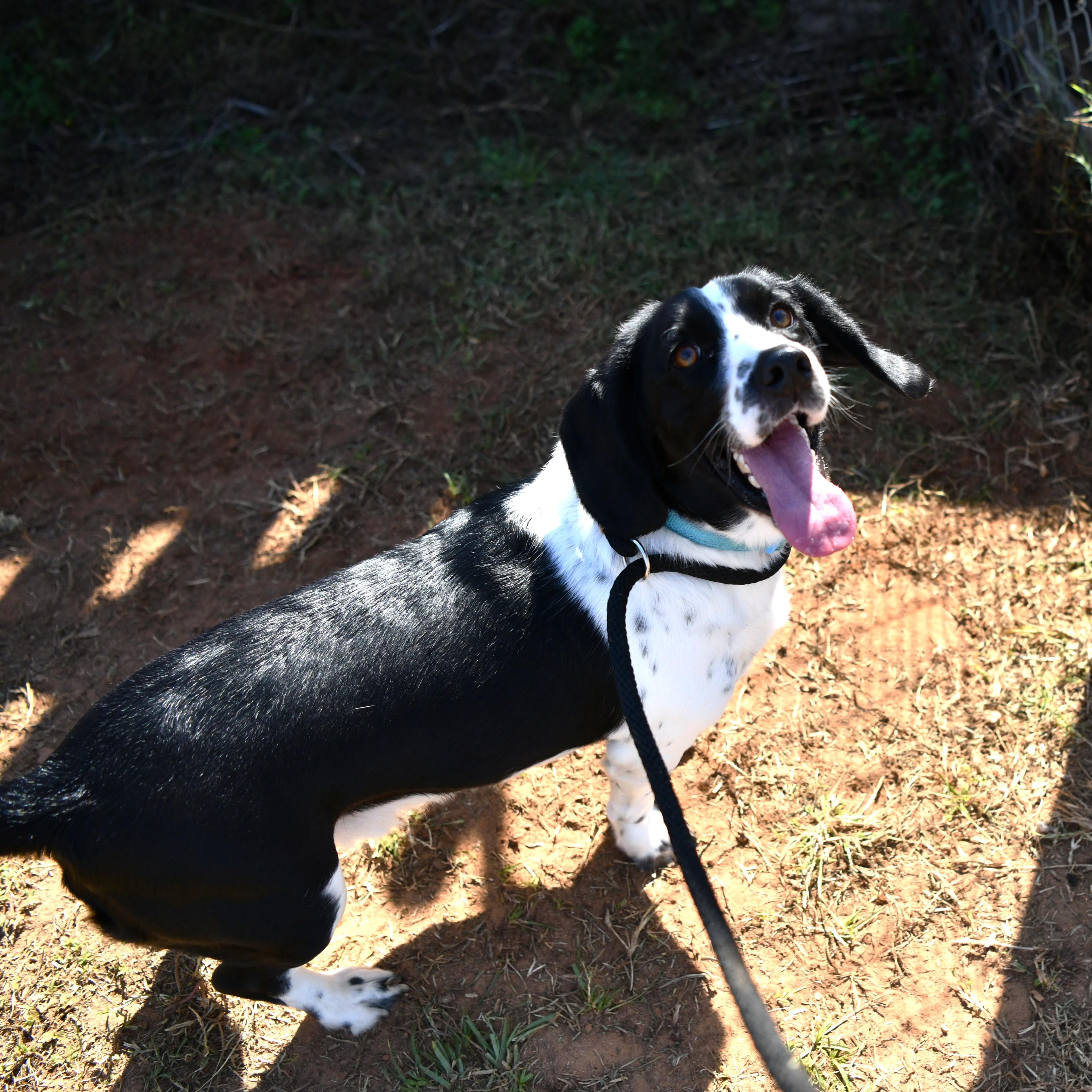 Enlarge Buddy the Elf, an adoptable mixed breed in Fairhope, AL image 2/2