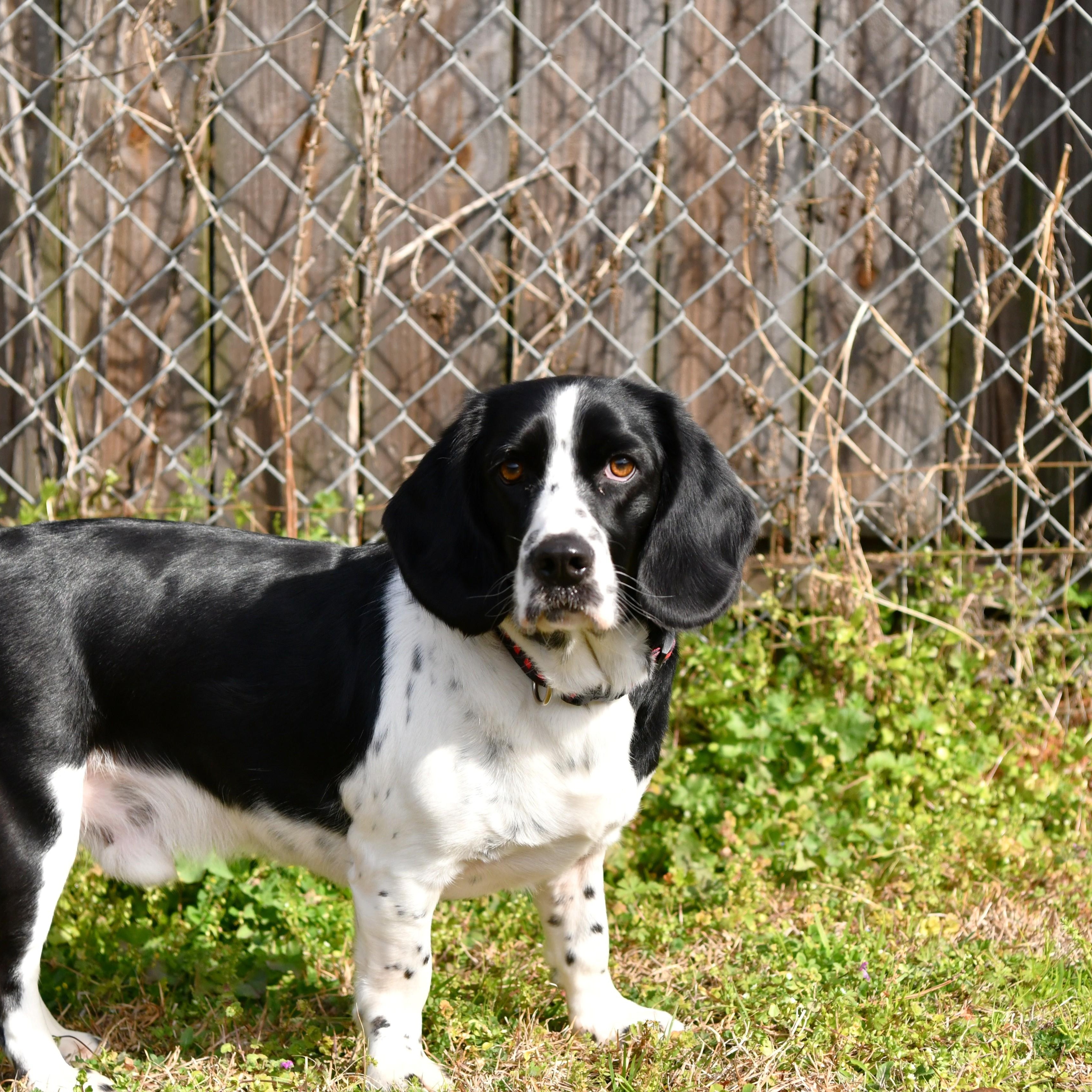 Buddy the Elf, adoptable, Adult Male Basset Hound & Spaniel.