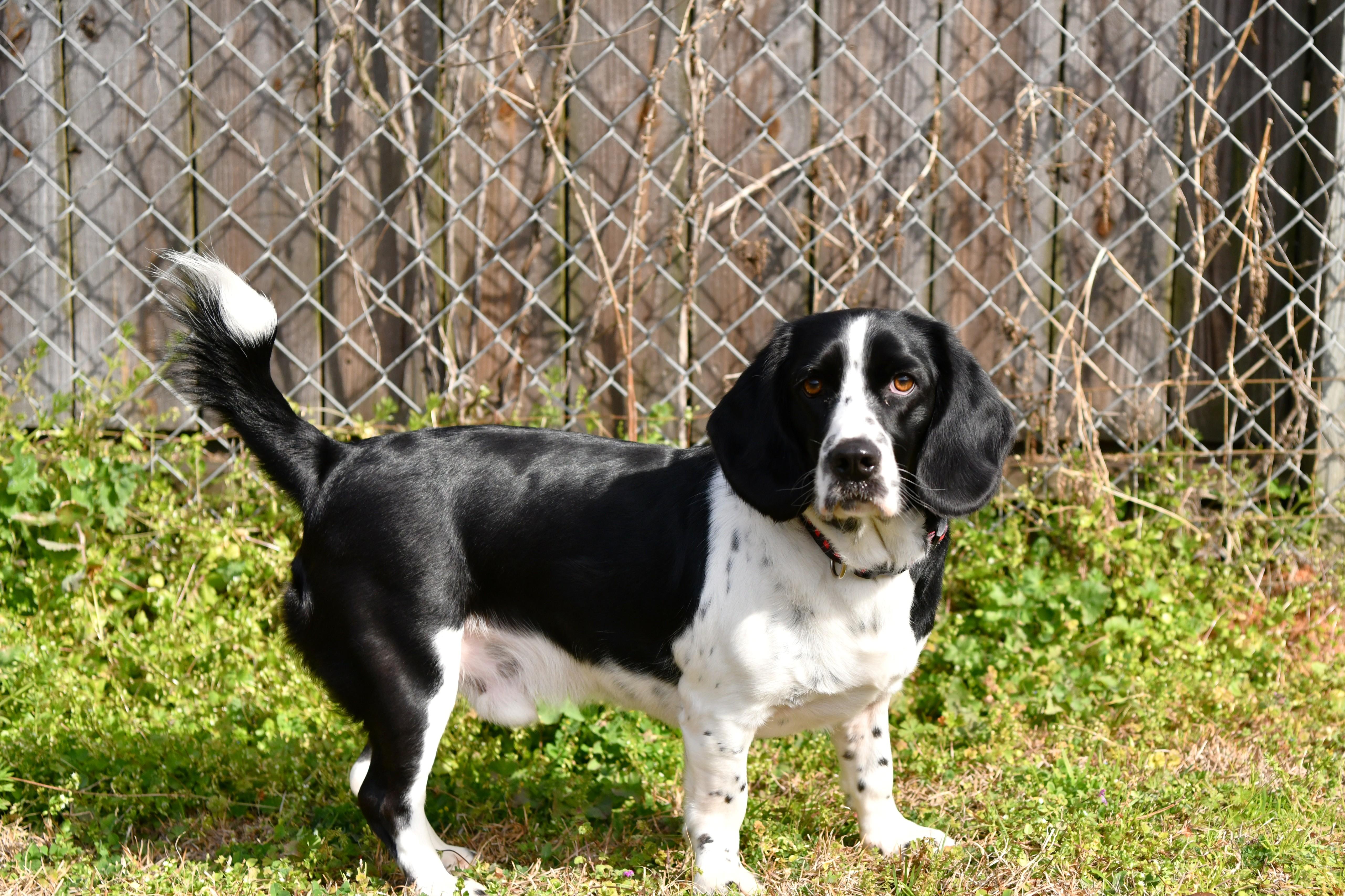 Buddy the Elf, an adoptable mixed breed in Fairhope, AL image 2/5