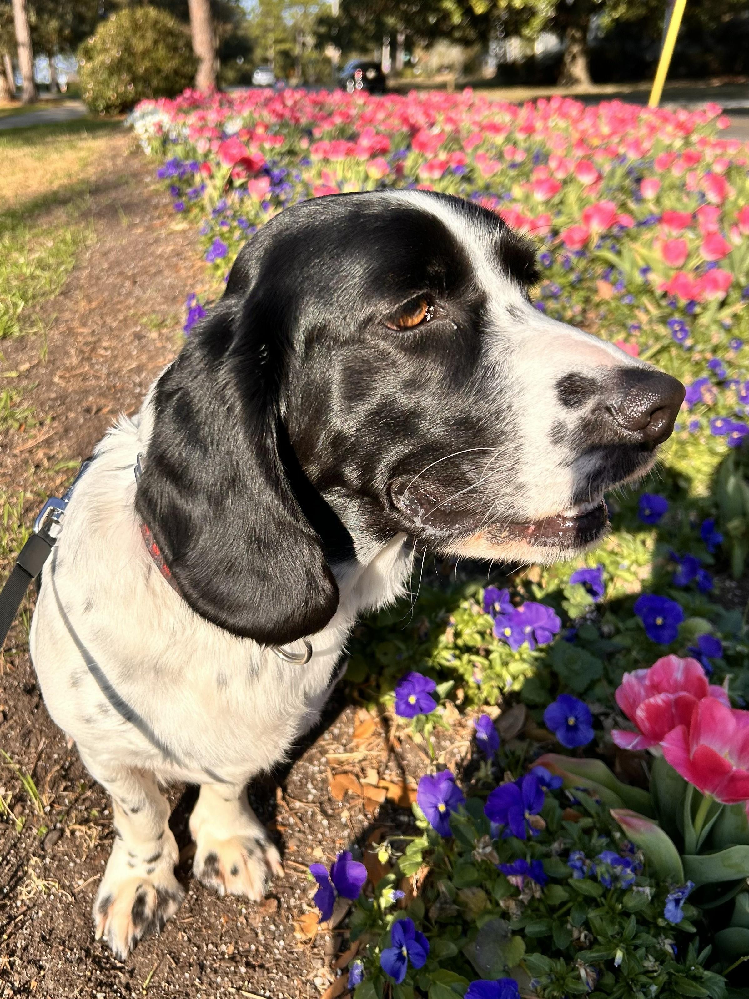 Buddy the Elf, adoptable, Adult Male Basset Hound & Spaniel.