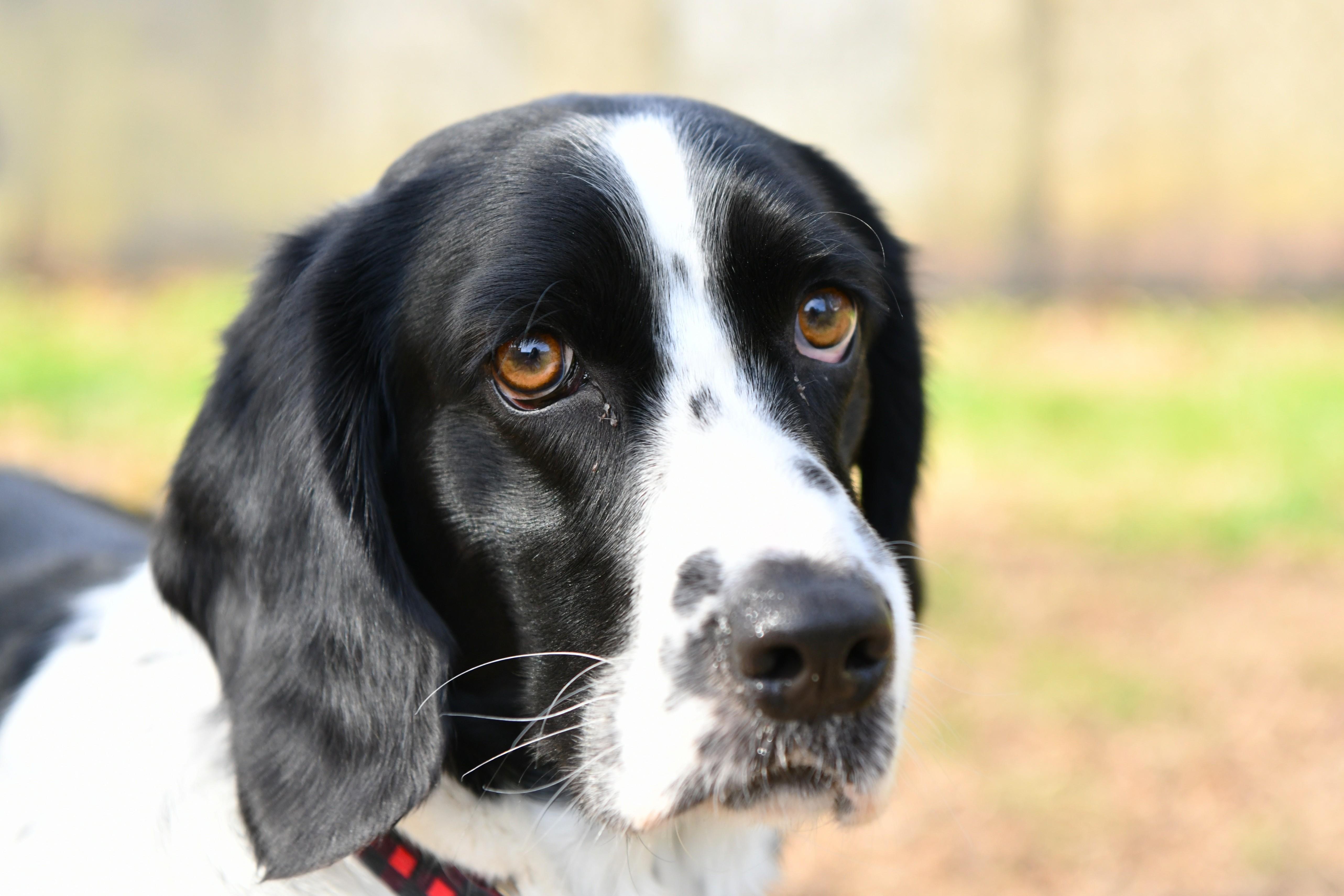 Buddy the Elf, adoptable, Adult Male Basset Hound & Spaniel.