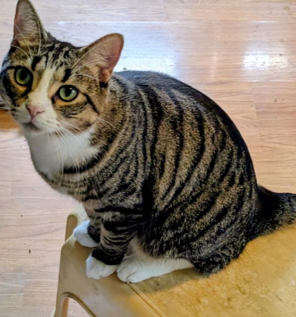 COSMO, ADOPTABLE, Adult Female Domestic Short Hair.