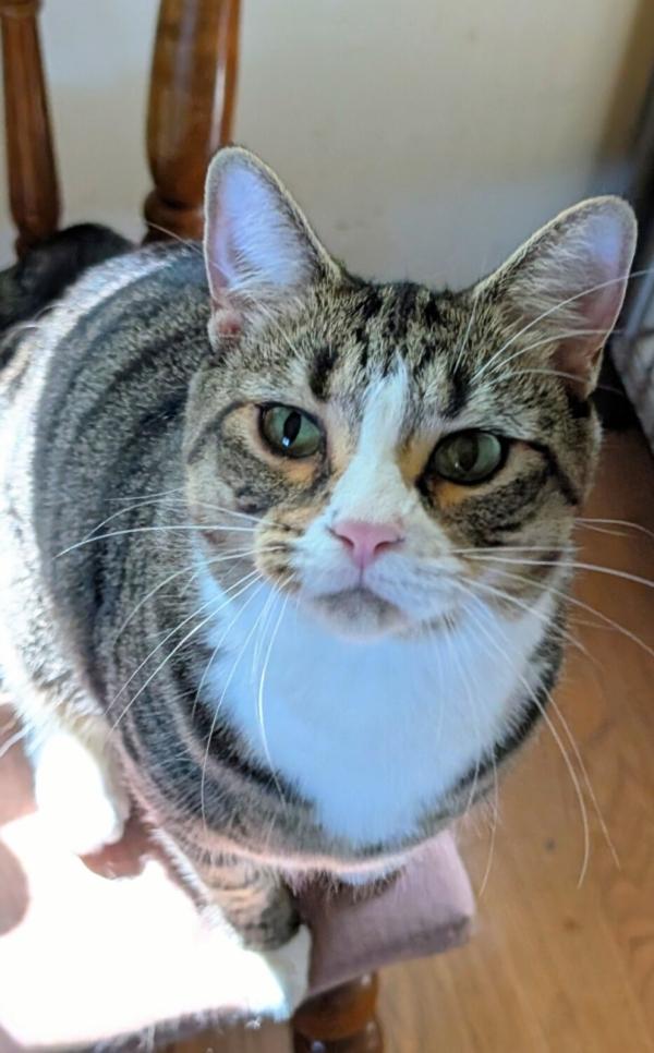 Enlarge COSMO, a Adopted Domestic Short Hair in Kenosha, WI image 2/3