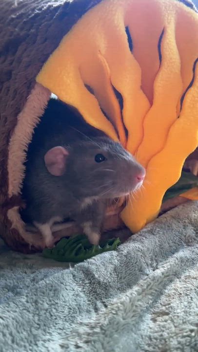 Enlarge Rocket, an adopted Rat in Los Angeles, CA video 1/1