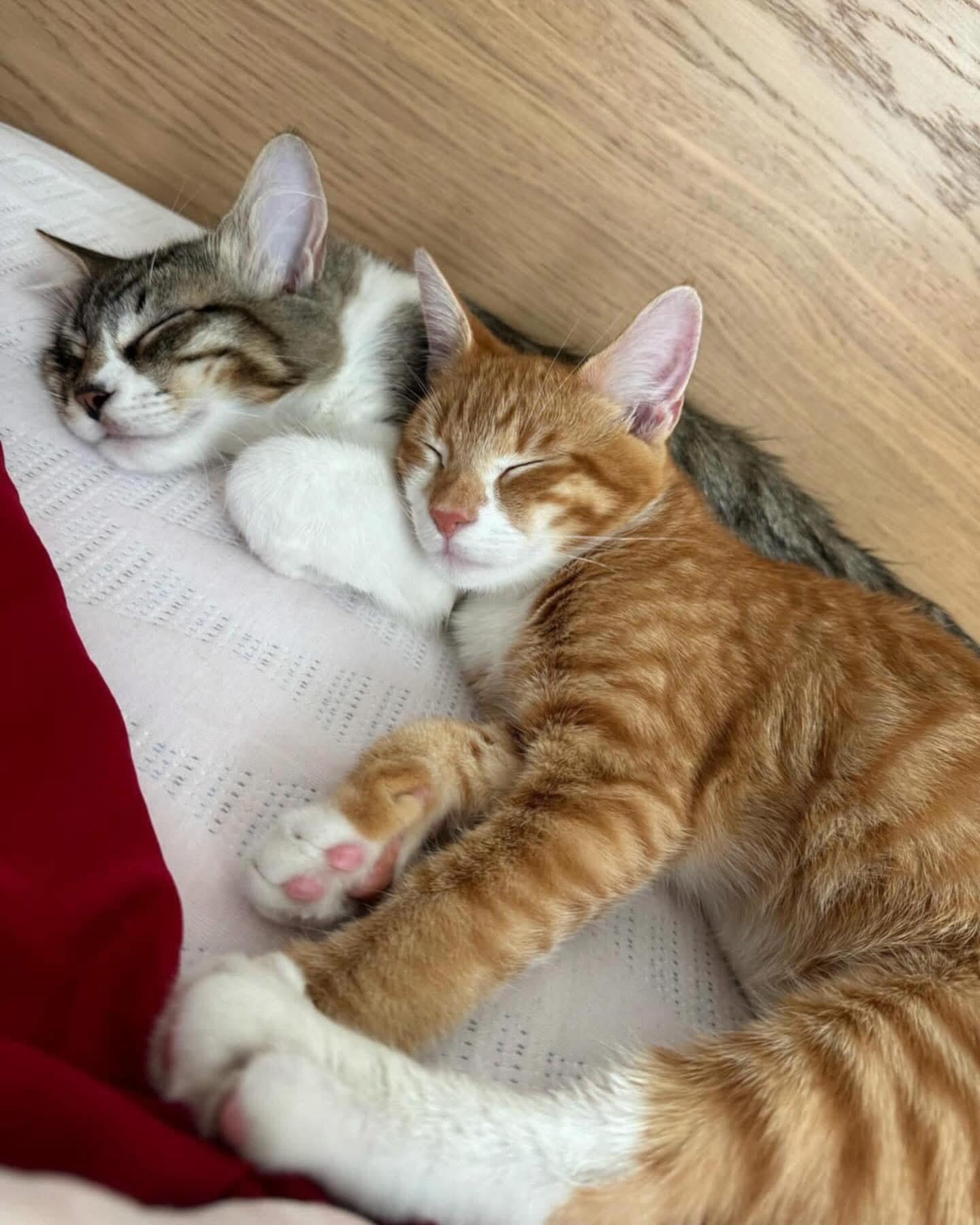 Morris ( Red & White Tabby) and Connor (Maine Coon Mix), Adopted, Young Male Maine Coon & Tabby.