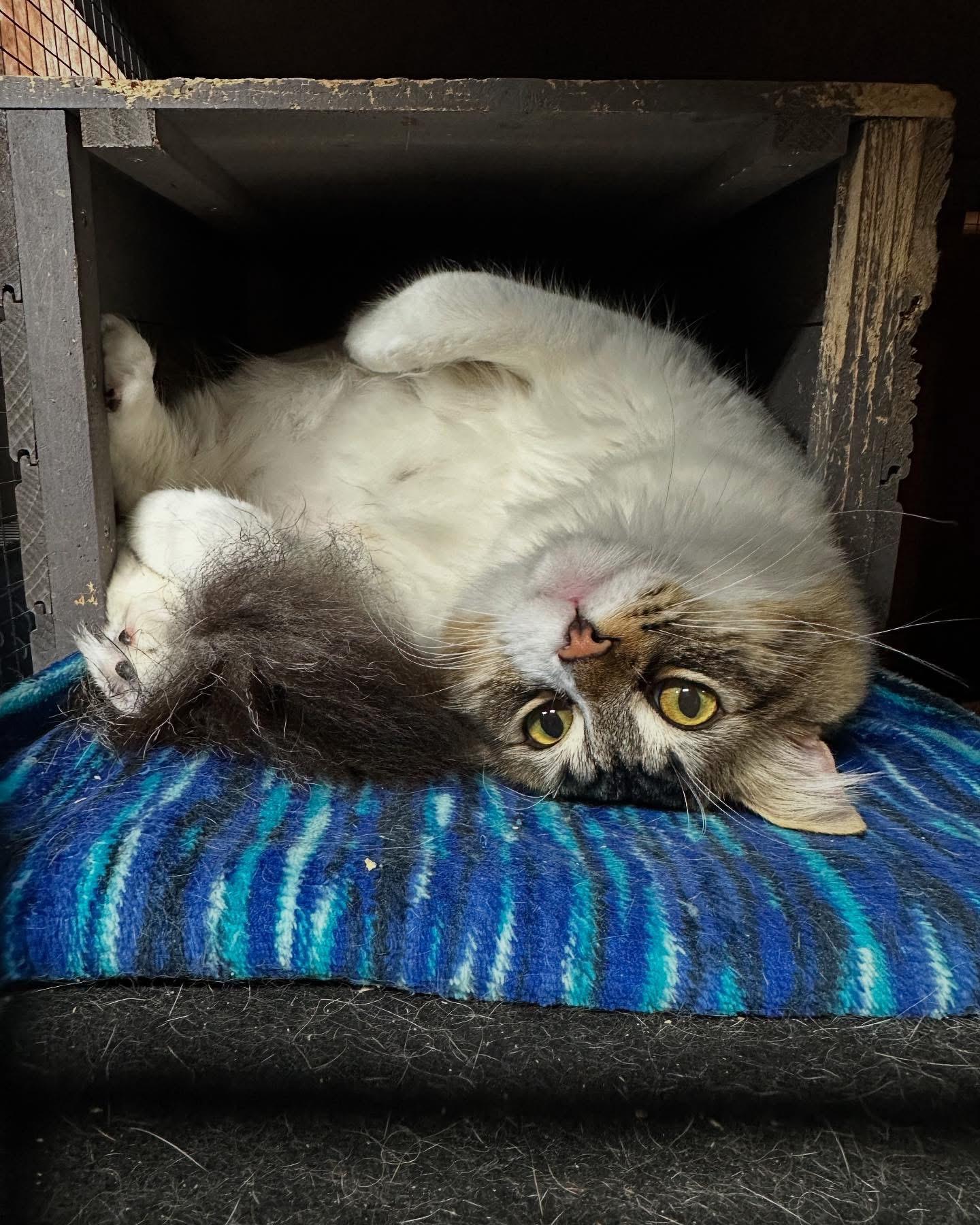 Enlarge Morris ( Red & White Tabby) and Connor (Maine Coon Mix), a Adopted mixed breed in Pomona, CA image 2/6