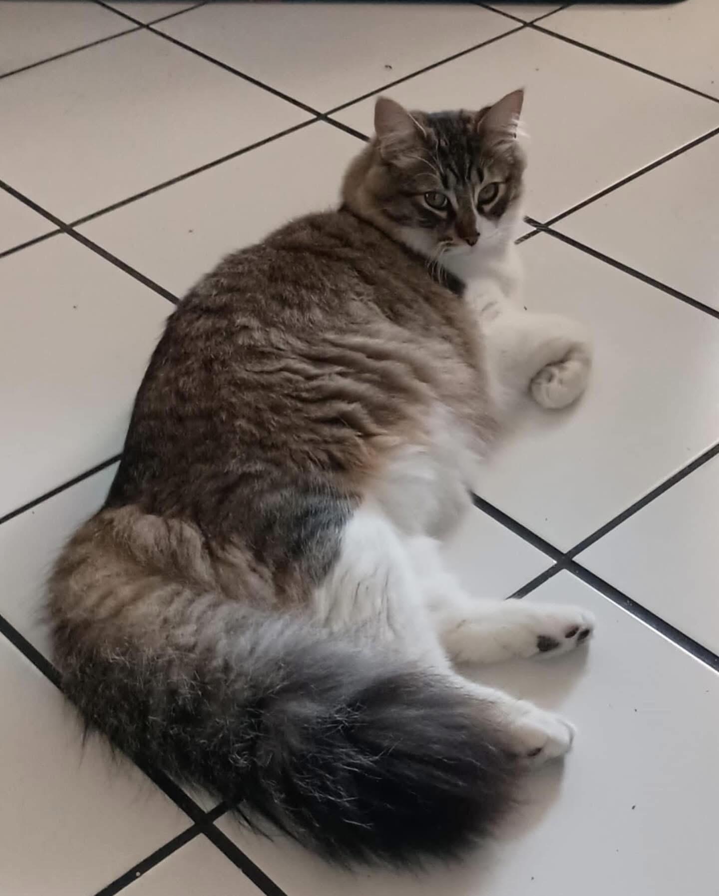 Enlarge Morris ( Red & White Tabby) and Connor (Maine Coon Mix), a Adopted mixed breed in Pomona, CA image 3/6