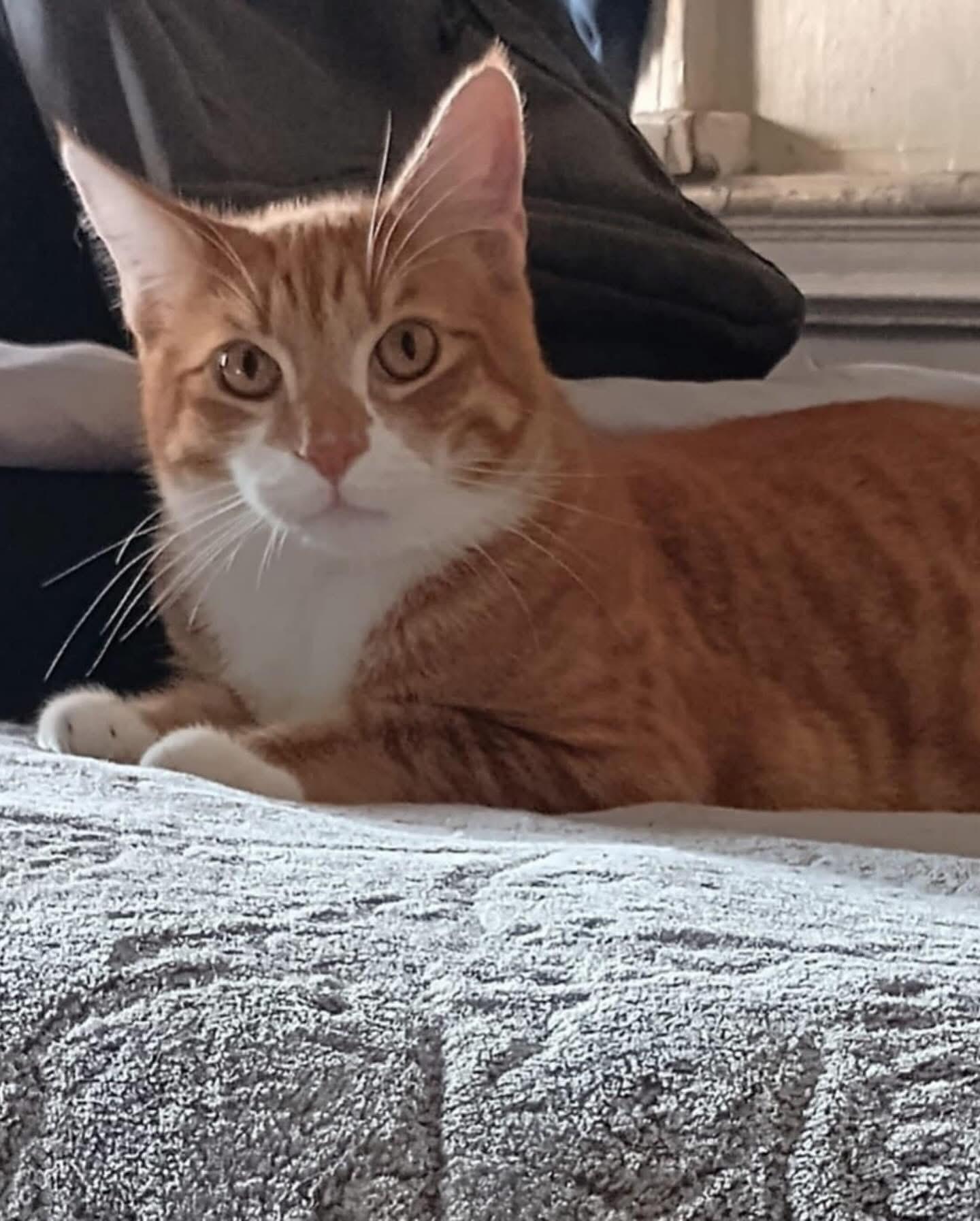 Enlarge Morris ( Red & White Tabby) and Connor (Maine Coon Mix), a Adopted mixed breed in Pomona, CA image 5/6