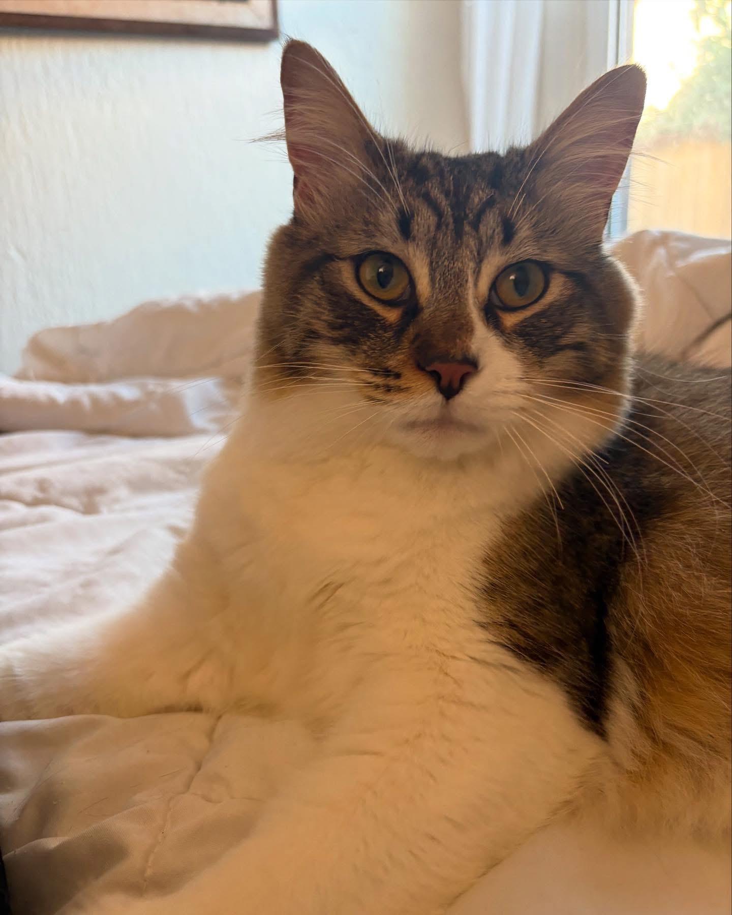 Enlarge Morris ( Red & White Tabby) and Connor (Maine Coon Mix), a Adopted mixed breed in Pomona, CA image 6/6