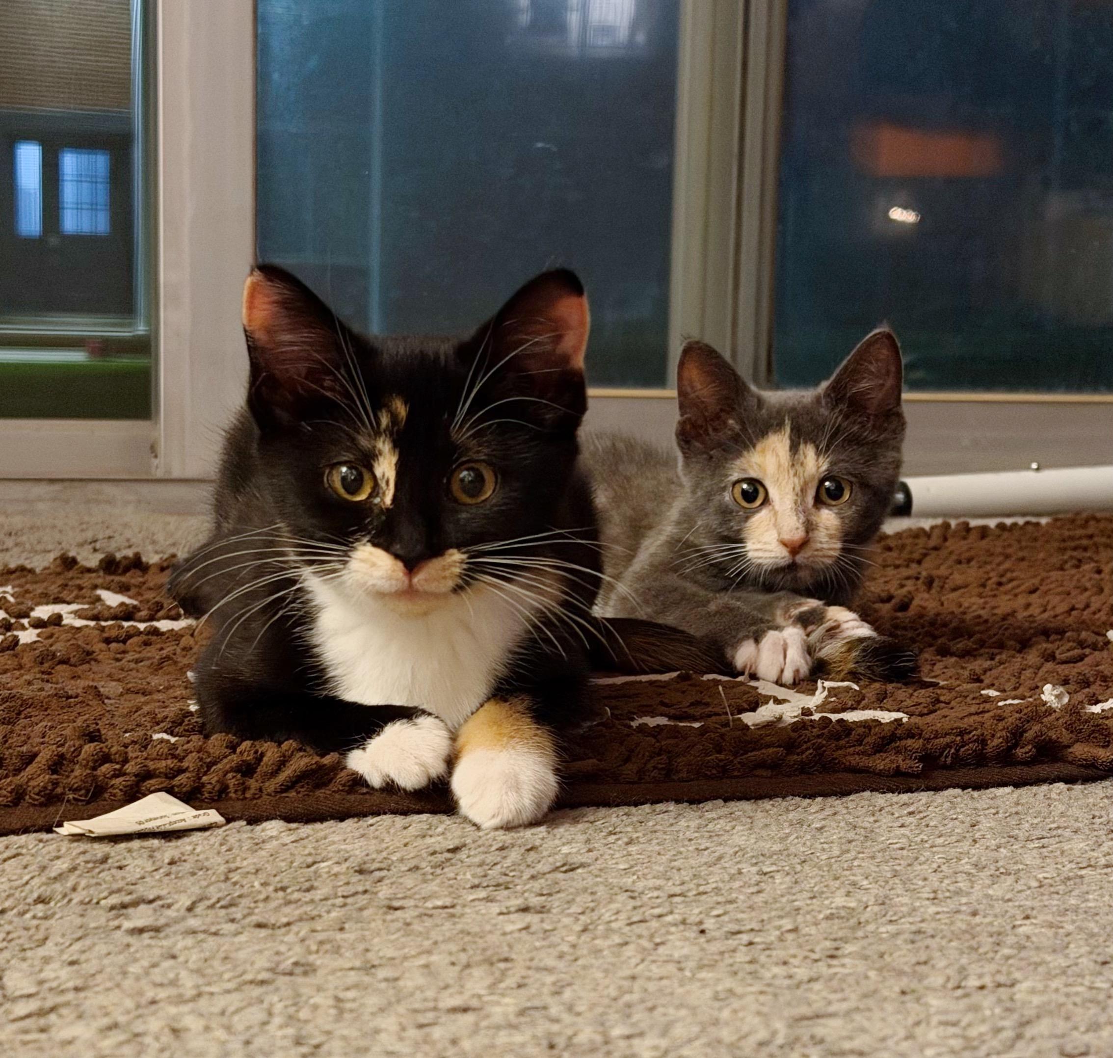 Clove & Rue (Bonded Pair), Adoptable, Kitten Female Domestic Short Hair.
