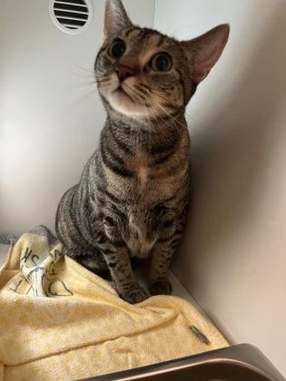 Aiko, Adoptable, Adult Female Domestic Short Hair & Domestic Short Hair.
