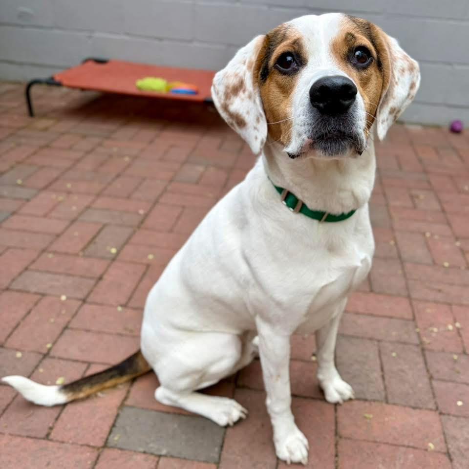 Ziggy, Adoptable, Adult Male Foxhound & Cattle Dog.