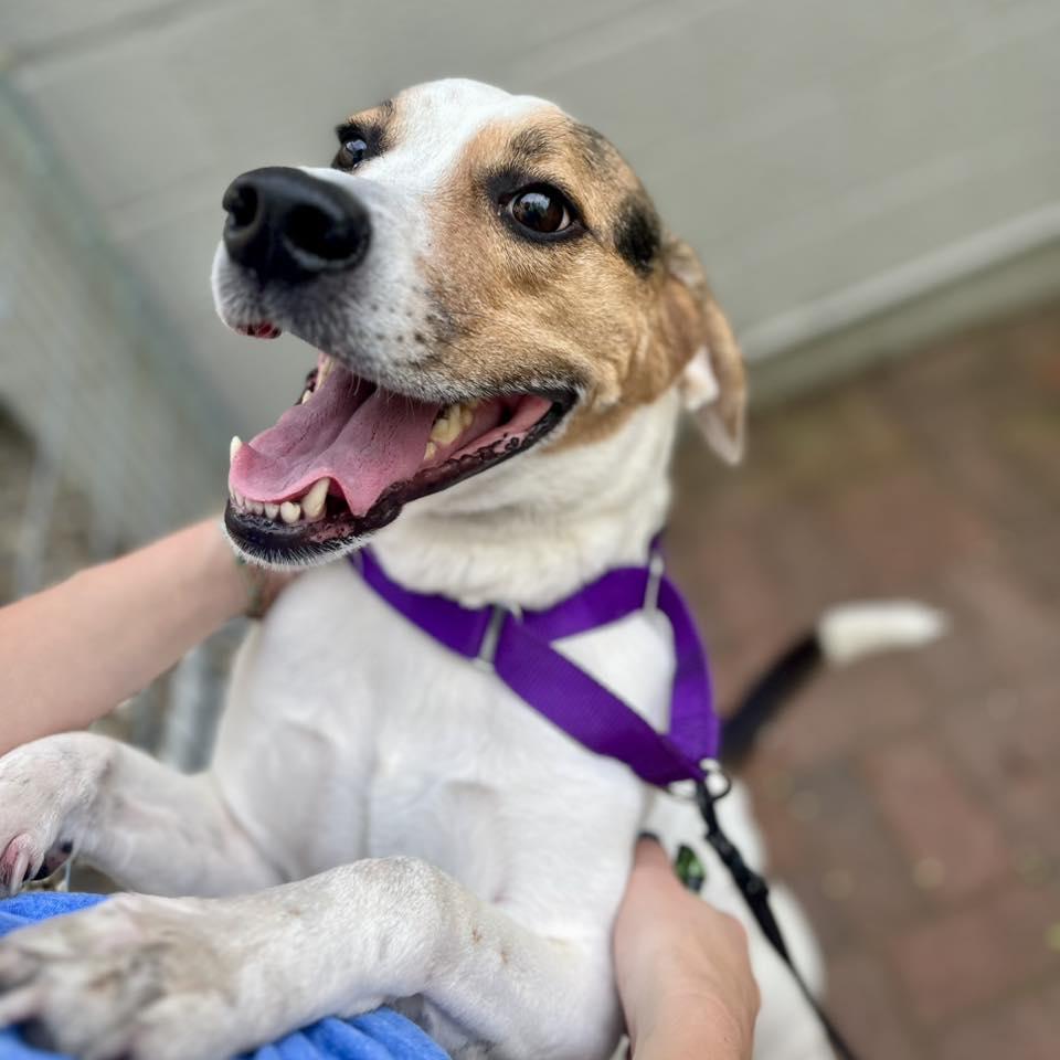 Enlarge Ziggy, a Adoptable mixed breed in Whitehall, PA image 2/3