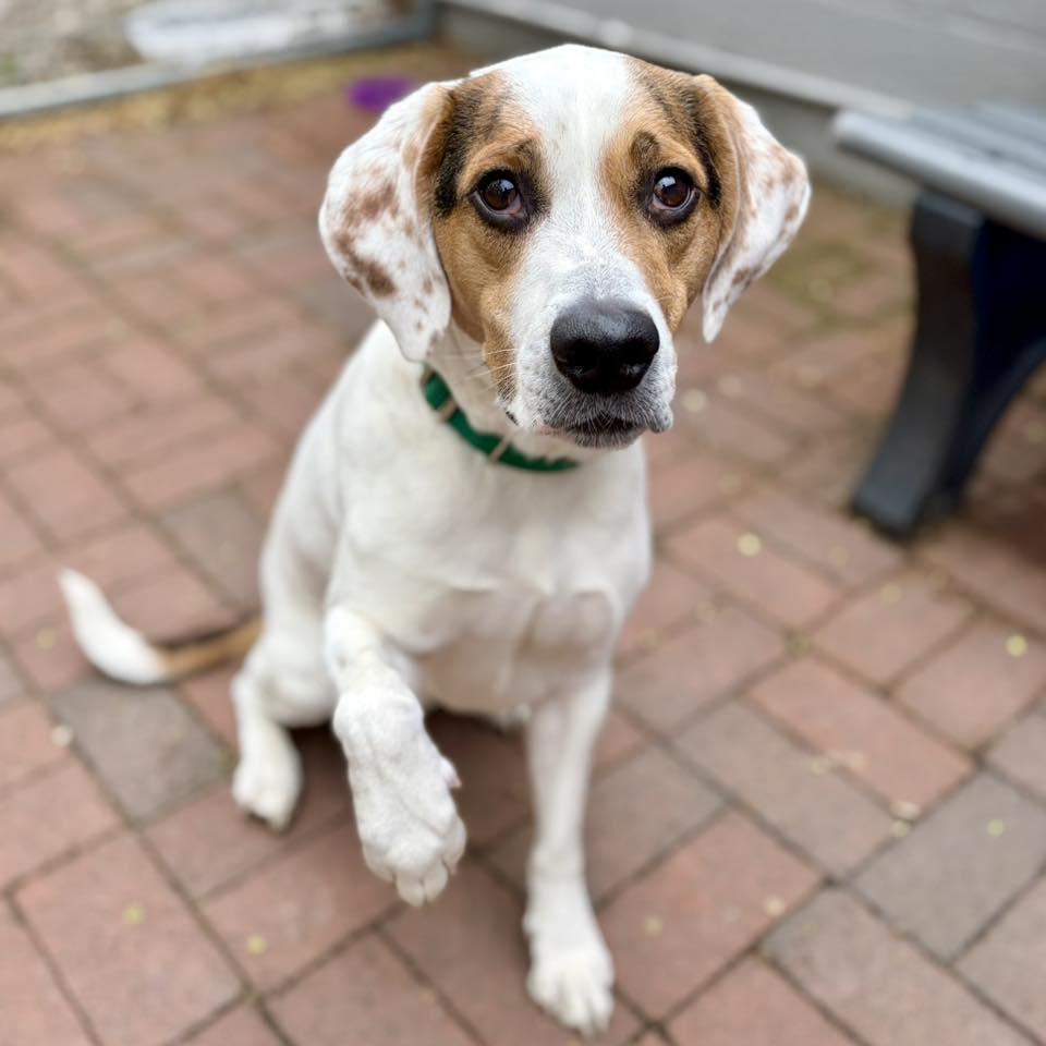 Enlarge Ziggy, a Adoptable mixed breed in Whitehall, PA image 3/3