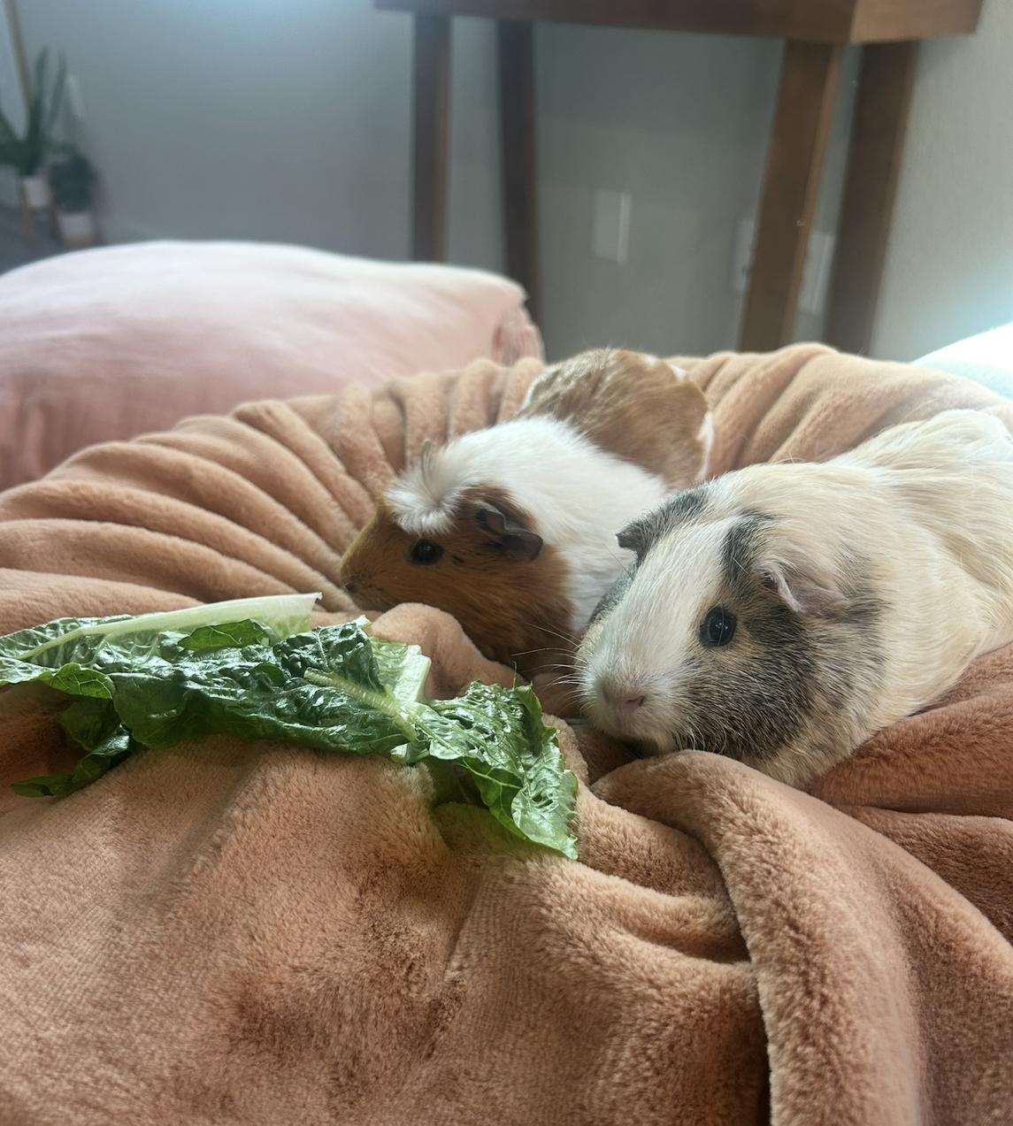 Maple & Rosie, an adopted Guinea Pig in Austin, TX image 2/3