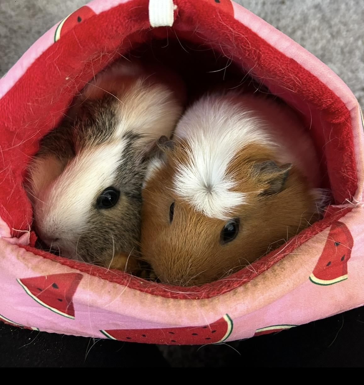 Maple & Rosie, adopted, Adult Female Guinea Pig.