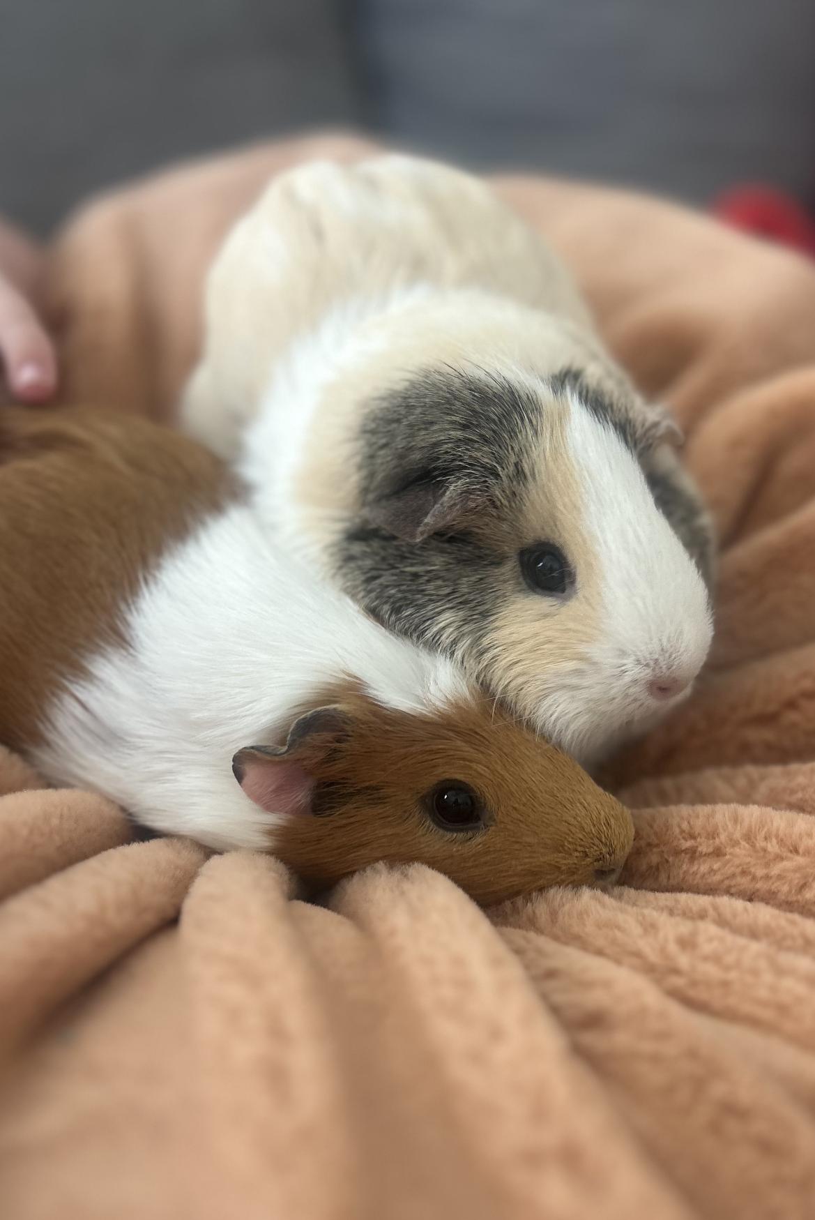 Maple & Rosie, an adopted Guinea Pig in Austin, TX image 3/3