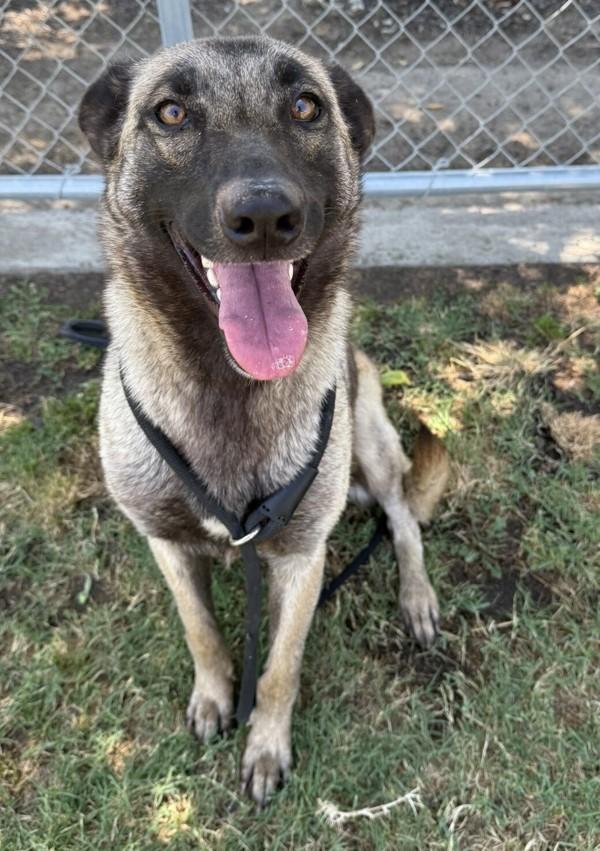 Betsy, a Adoptable mixed breed in Tulare, CA image 1/6