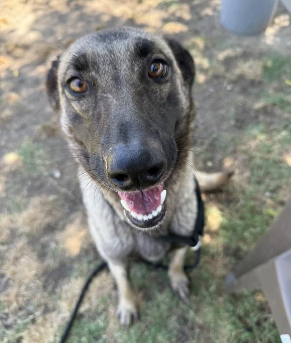 Betsy, a Adoptable mixed breed in Tulare, CA image 2/6