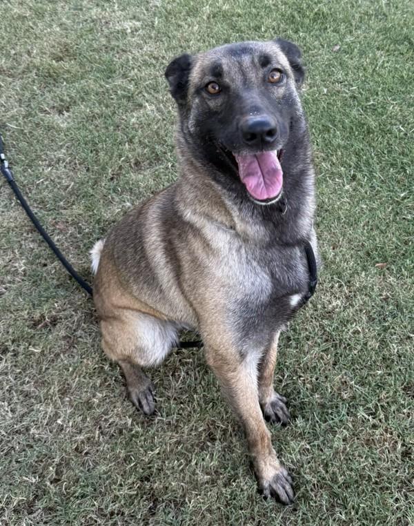 Betsy, a Adoptable mixed breed in Tulare, CA image 3/6