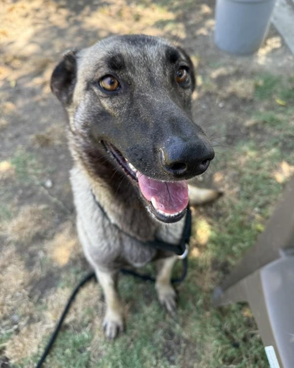 Betsy, a Adoptable mixed breed in Tulare, CA image 4/6