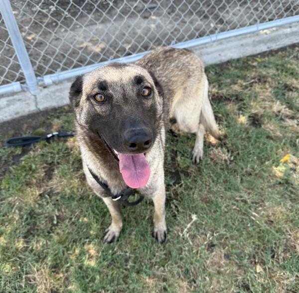 Betsy, a Adoptable mixed breed in Tulare, CA image 5/6