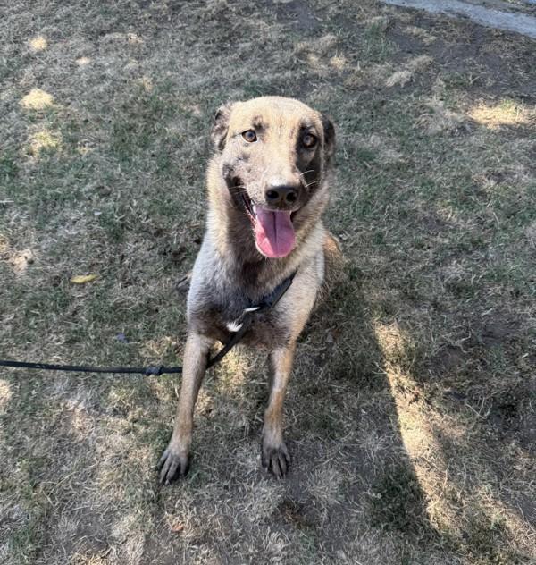 Betsy, a Adoptable mixed breed in Tulare, CA image 6/6