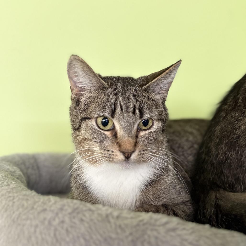 Enlarge Potion, a Adoptable Domestic Short Hair in Chicago, IL image 1/1