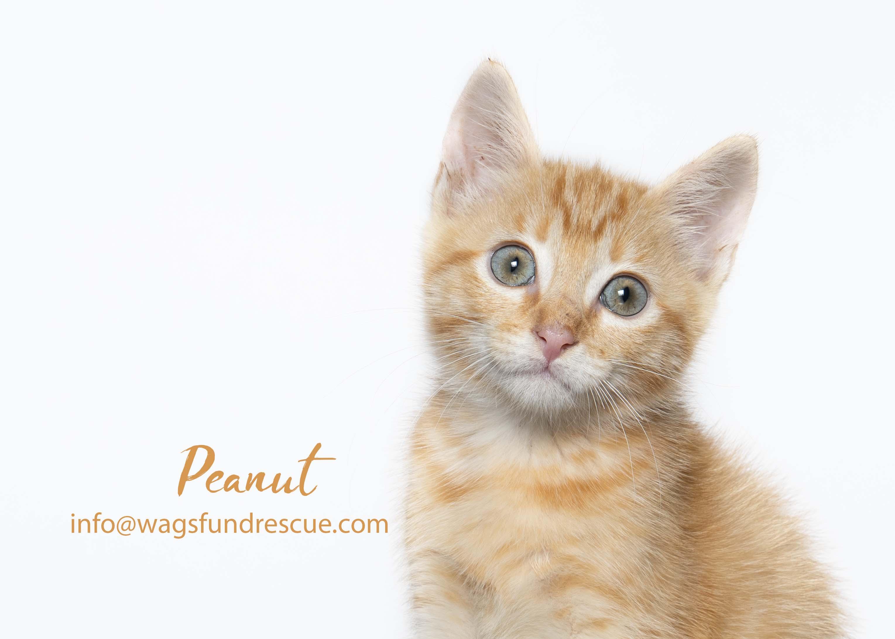 Peanut, adopted, Kitten Male Tabby & Domestic Short Hair.