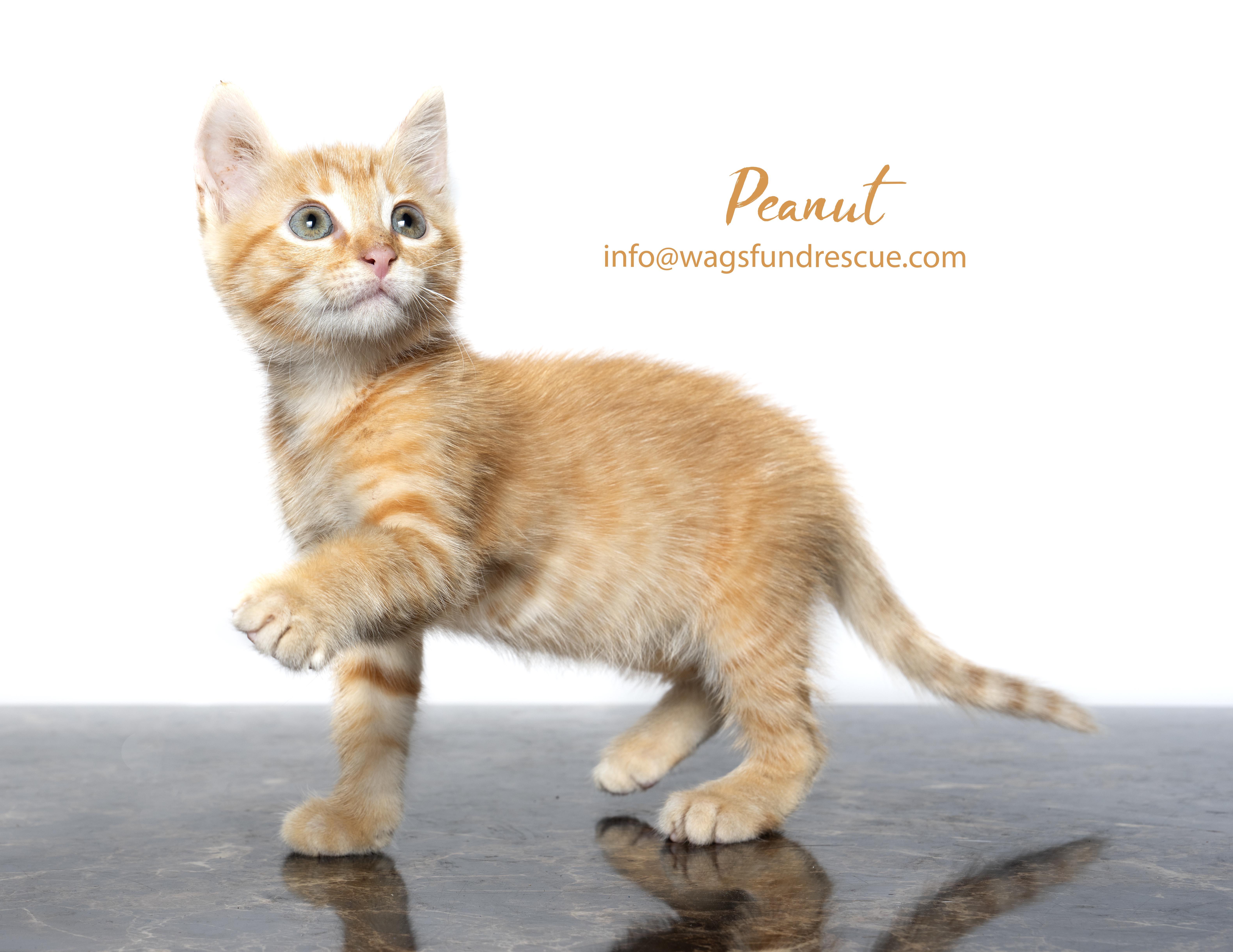 Peanut, an adopted mixed breed in Houston, TX image 2/3