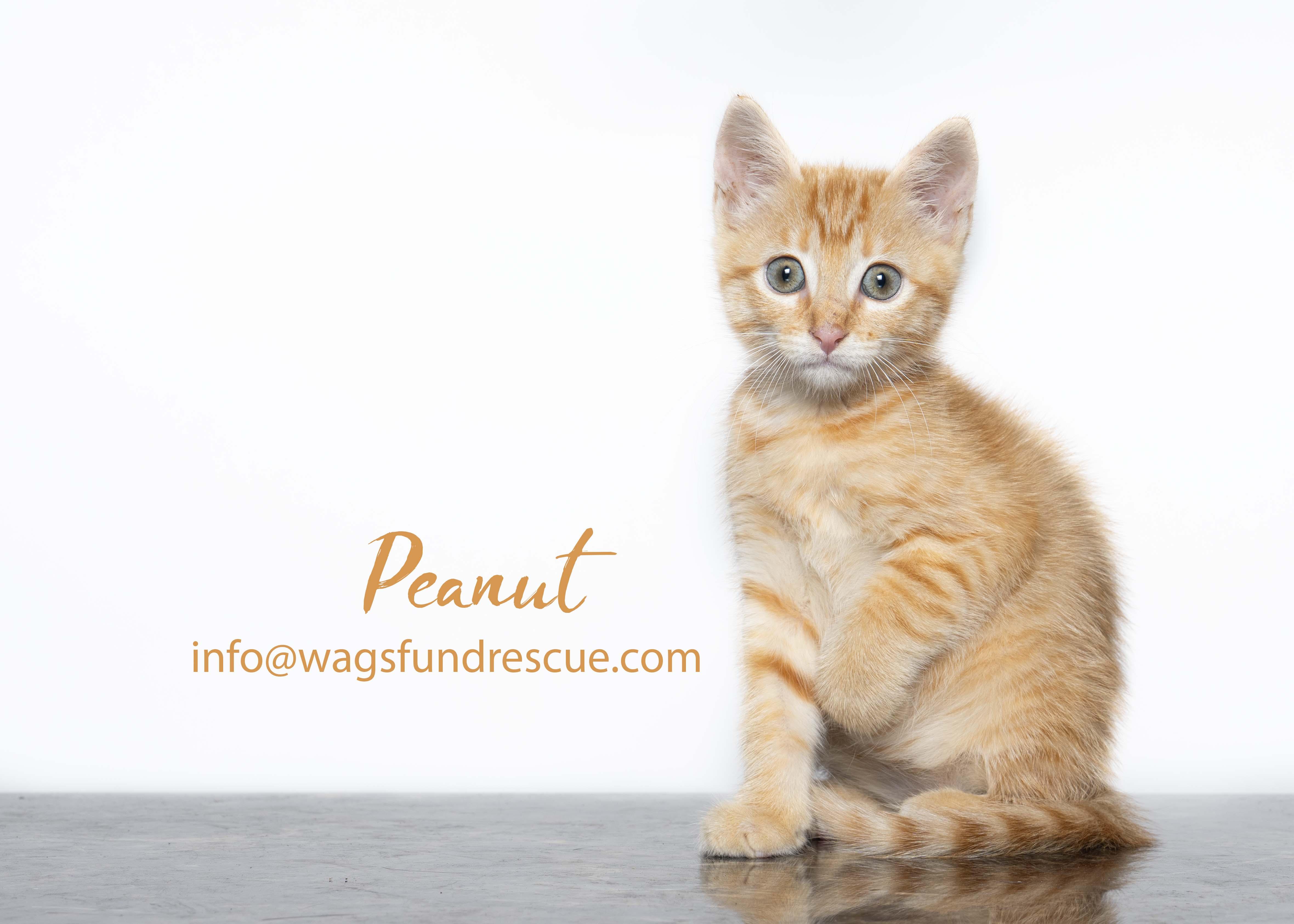 Peanut, an adopted mixed breed in Houston, TX image 3/3