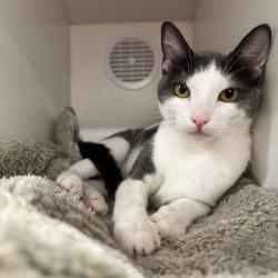 Plata, Adoptable, Adult Female Domestic Short Hair.