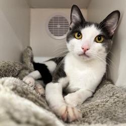 Plata, a Adoptable Domestic Short Hair in Phoenix, AZ image 2/3